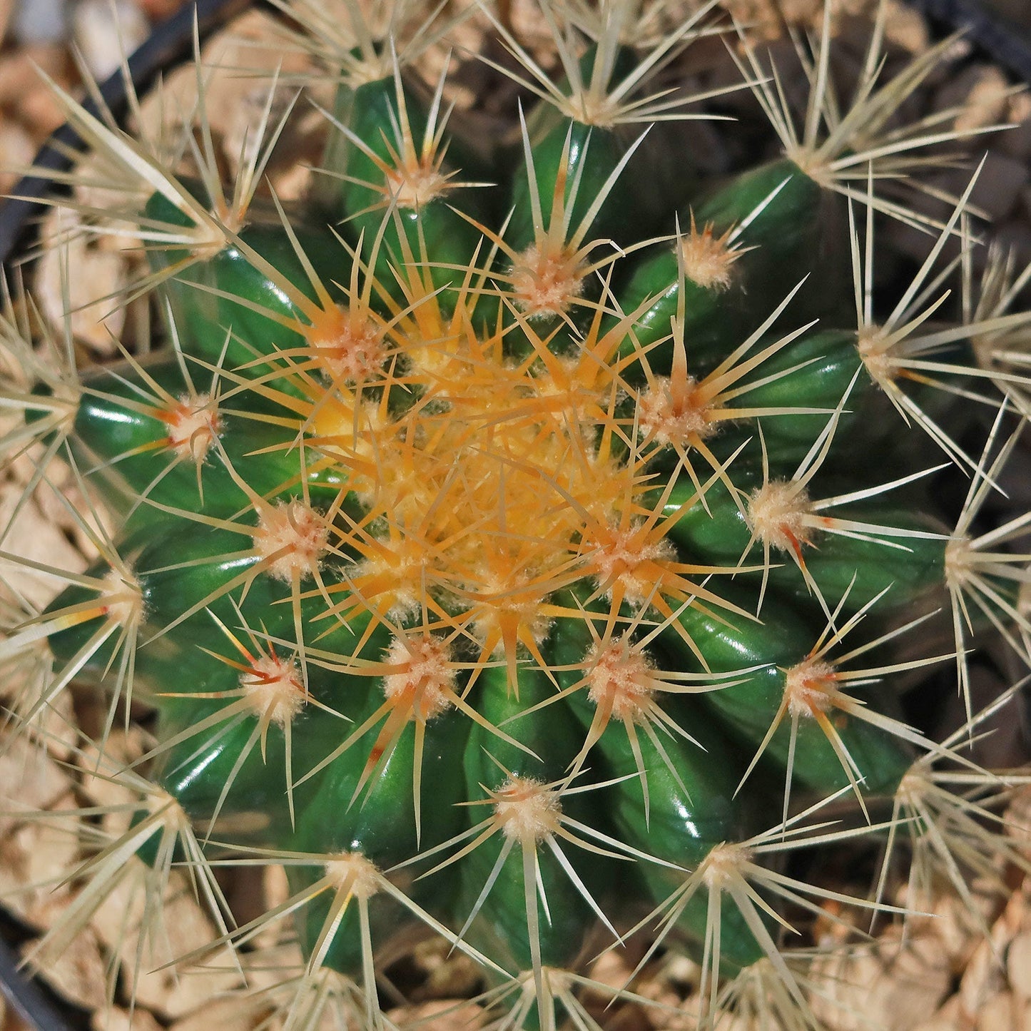 Golden Barrel Cactus - Echinocactus grusonii