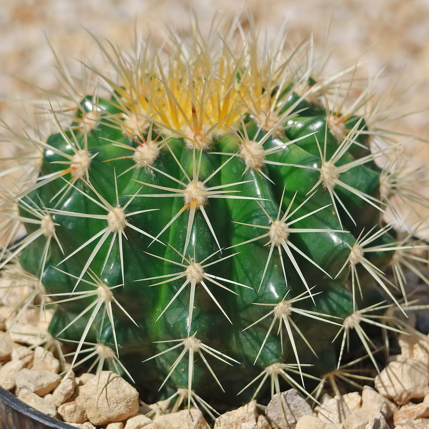 Golden Barrel Cactus - Echinocactus grusonii