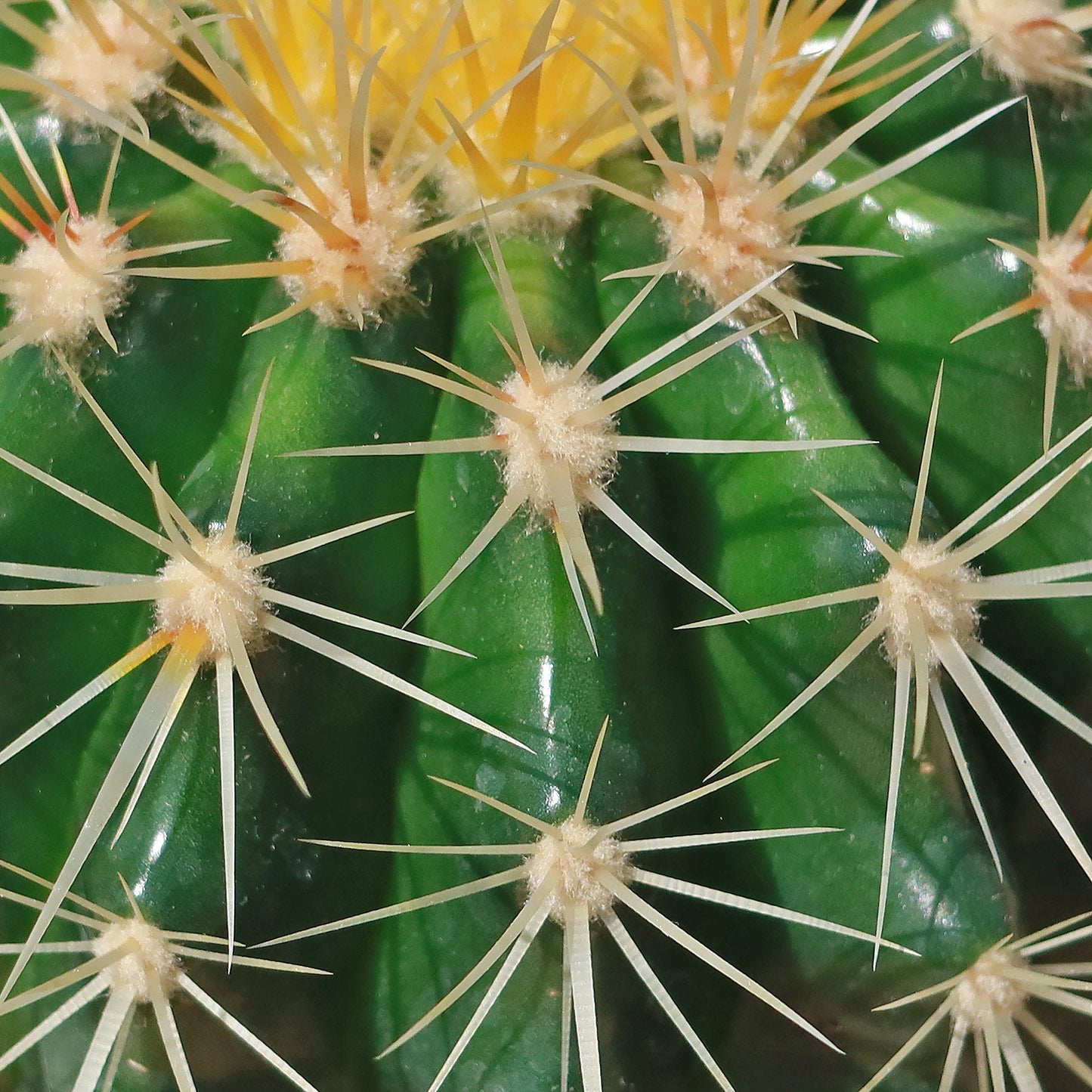 Golden Barrel Cactus - Echinocactus grusonii