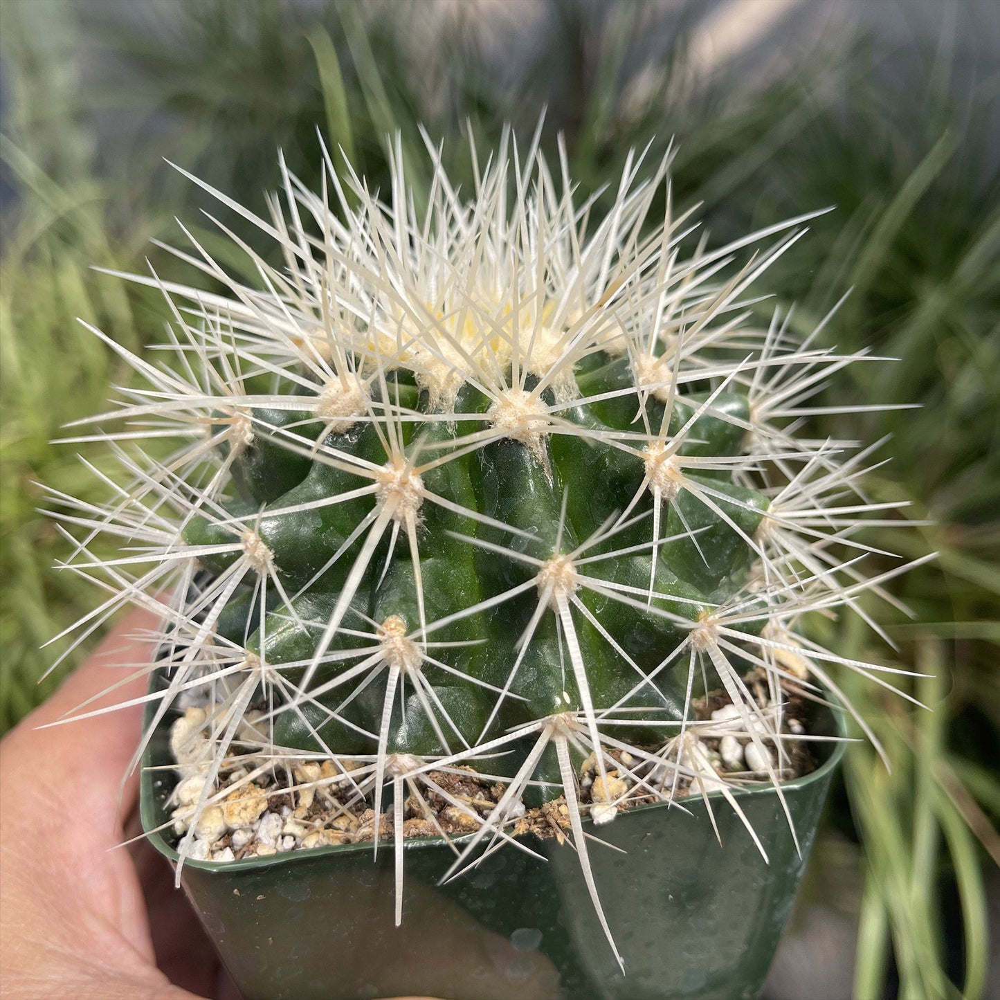 White Barrel Cactus 'Echinocactus grusonii albispinus'