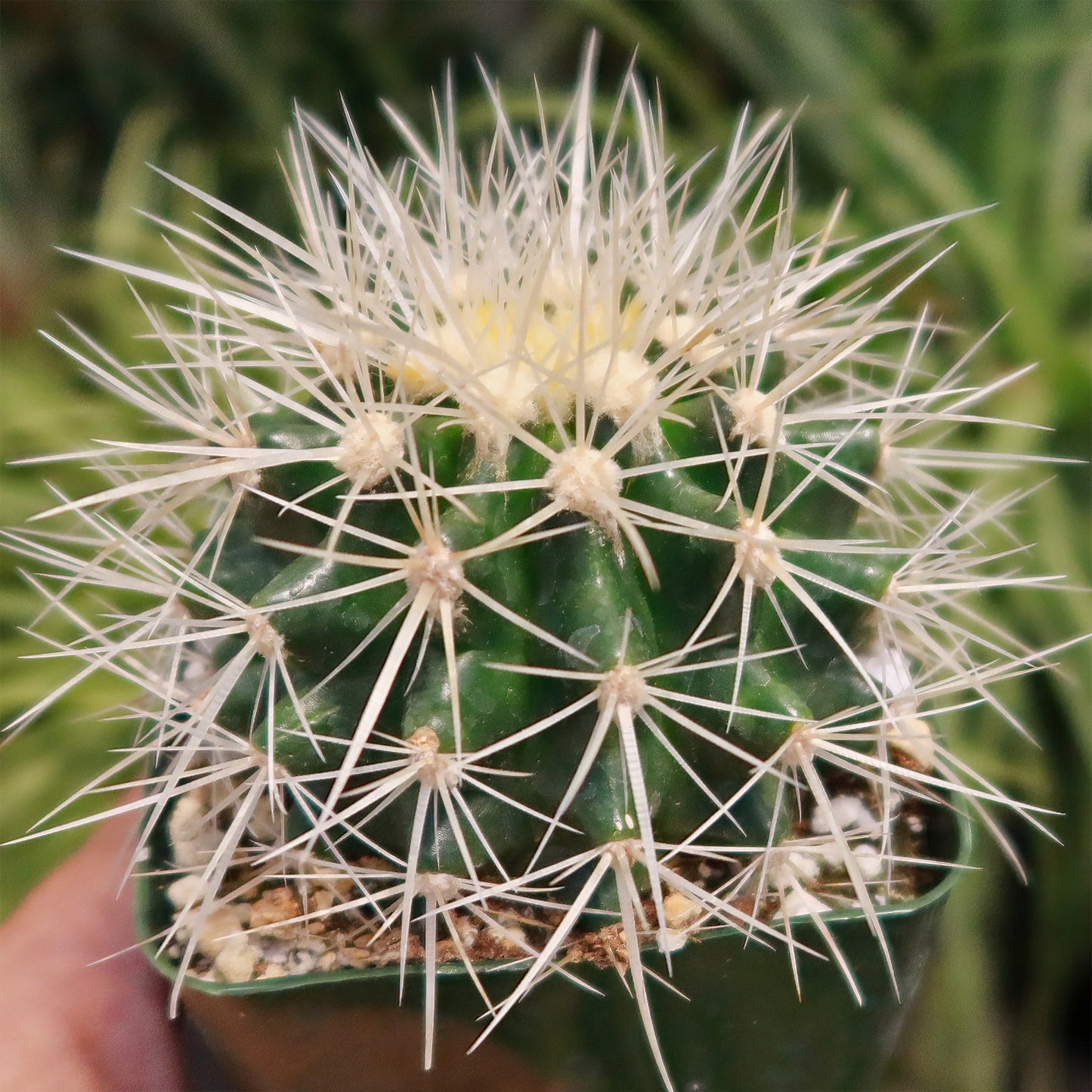 White Barrel Cactus 'Echinocactus grusonii albispinus'