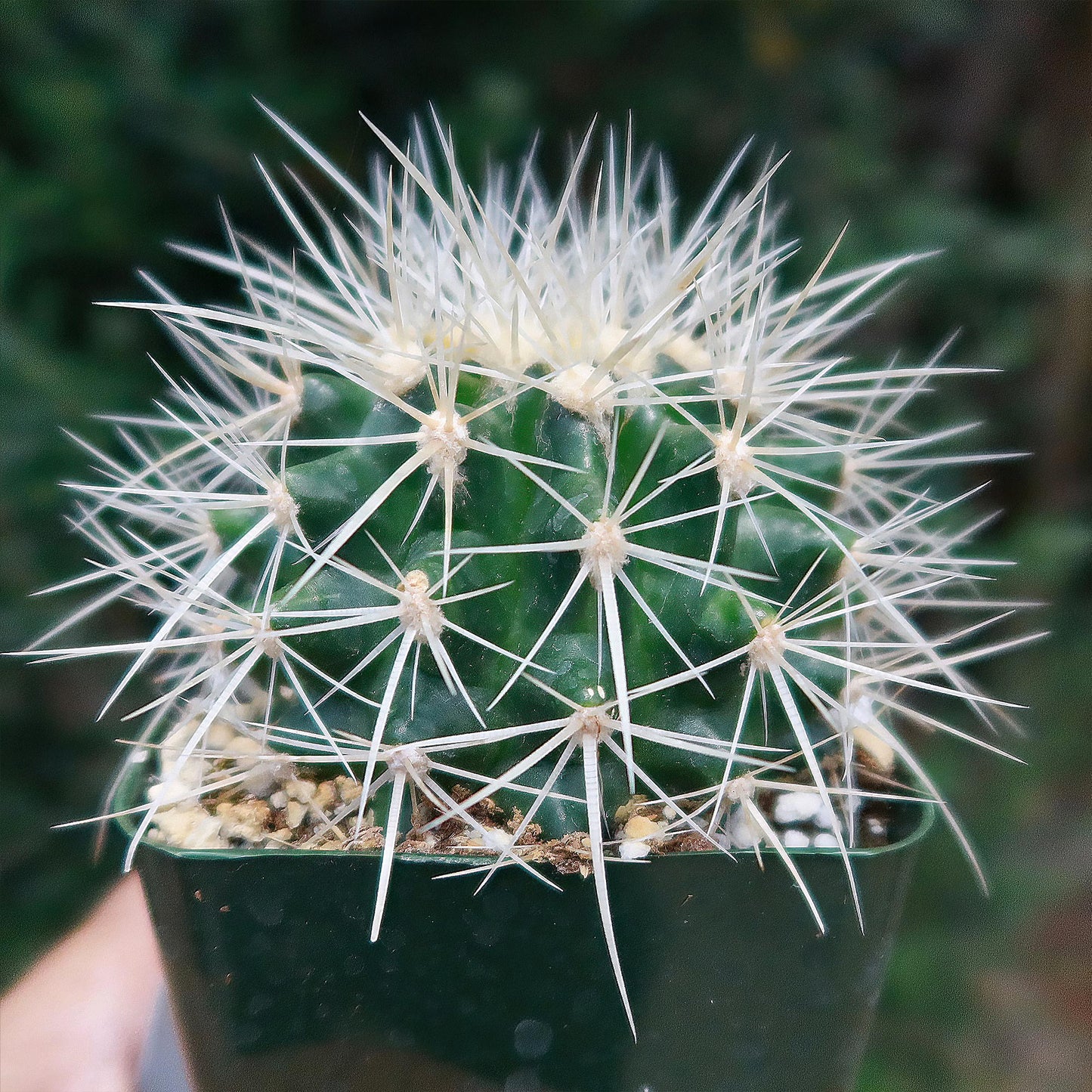 White Barrel Cactus 'Echinocactus grusonii albispinus'