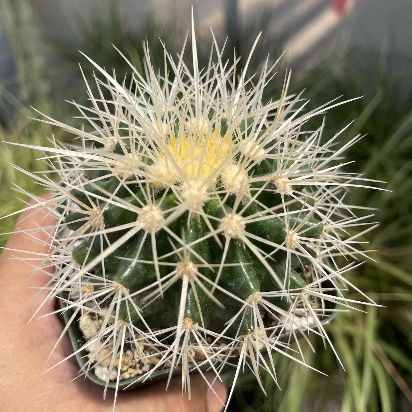 White Barrel Cactus 'Echinocactus grusonii albispinus'