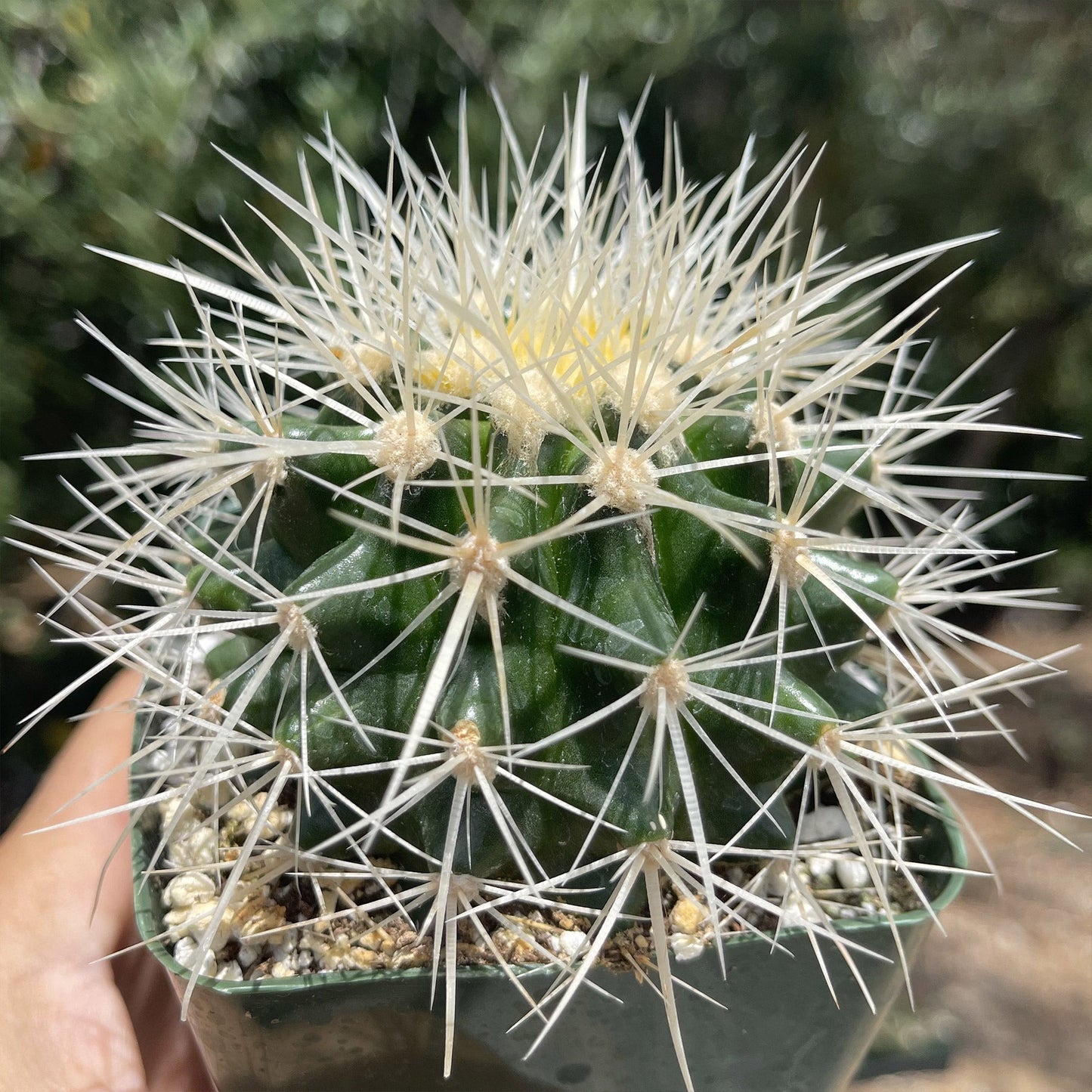 White Barrel Cactus 'Echinocactus grusonii albispinus'