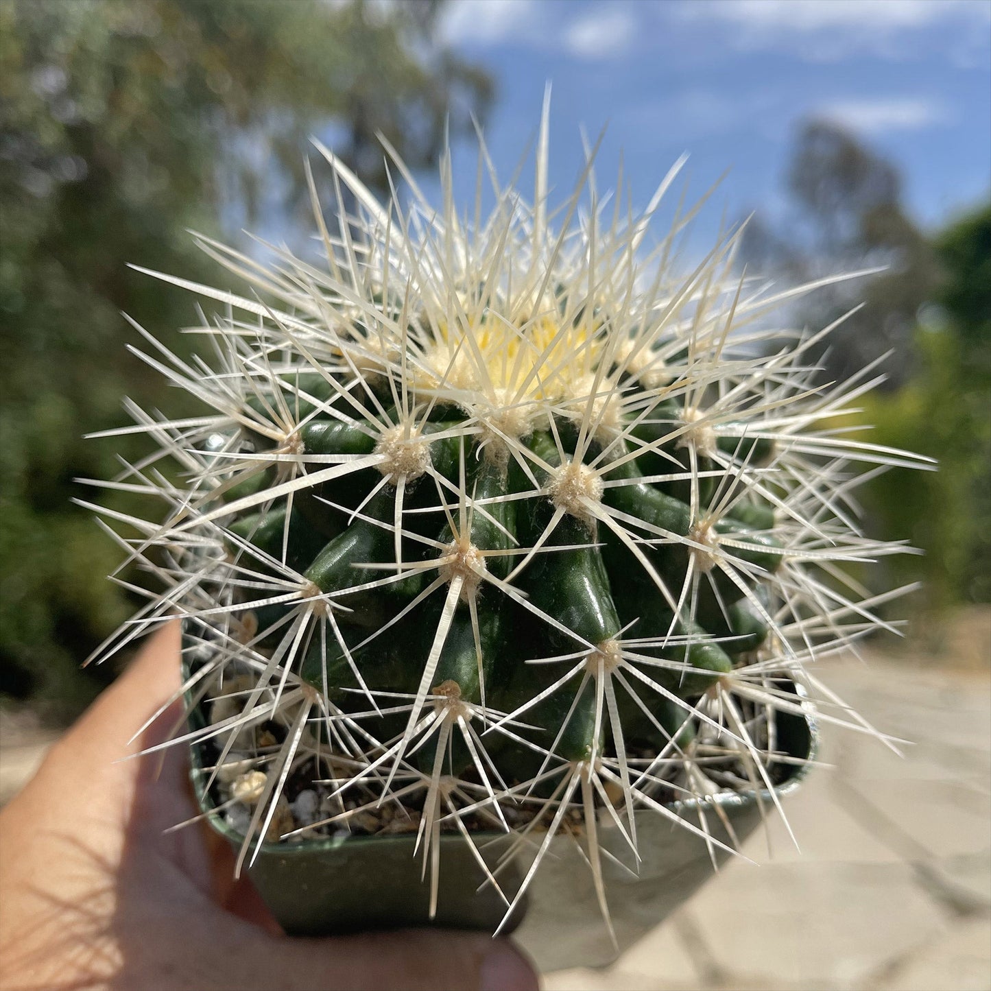 White Barrel Cactus 'Echinocactus grusonii albispinus'