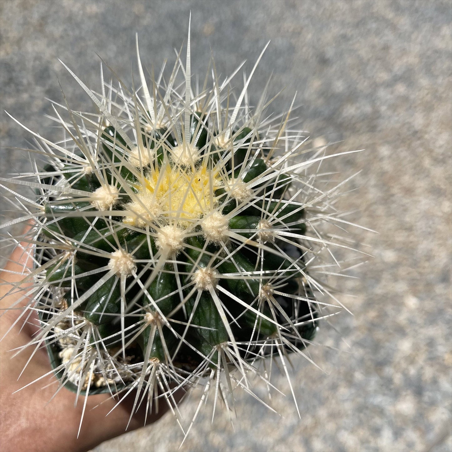 White Barrel Cactus 'Echinocactus grusonii albispinus'