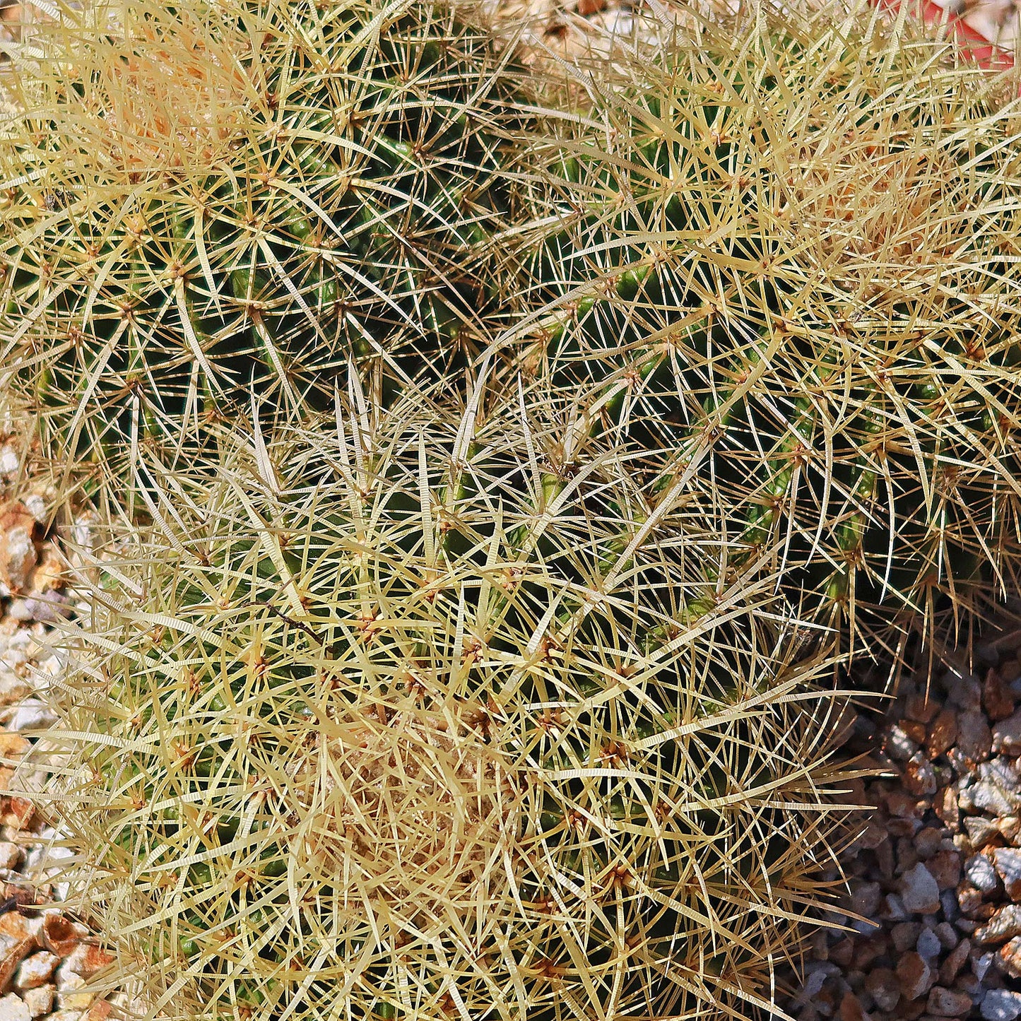 Tri-Cluster Golden Barrel Cactus - Echinocactus grusonii