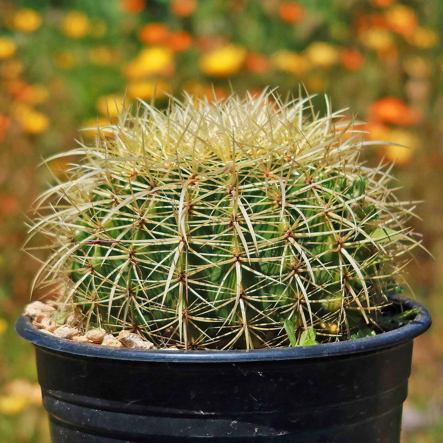 Golden Barrel Cactus - Echinocactus grusonii