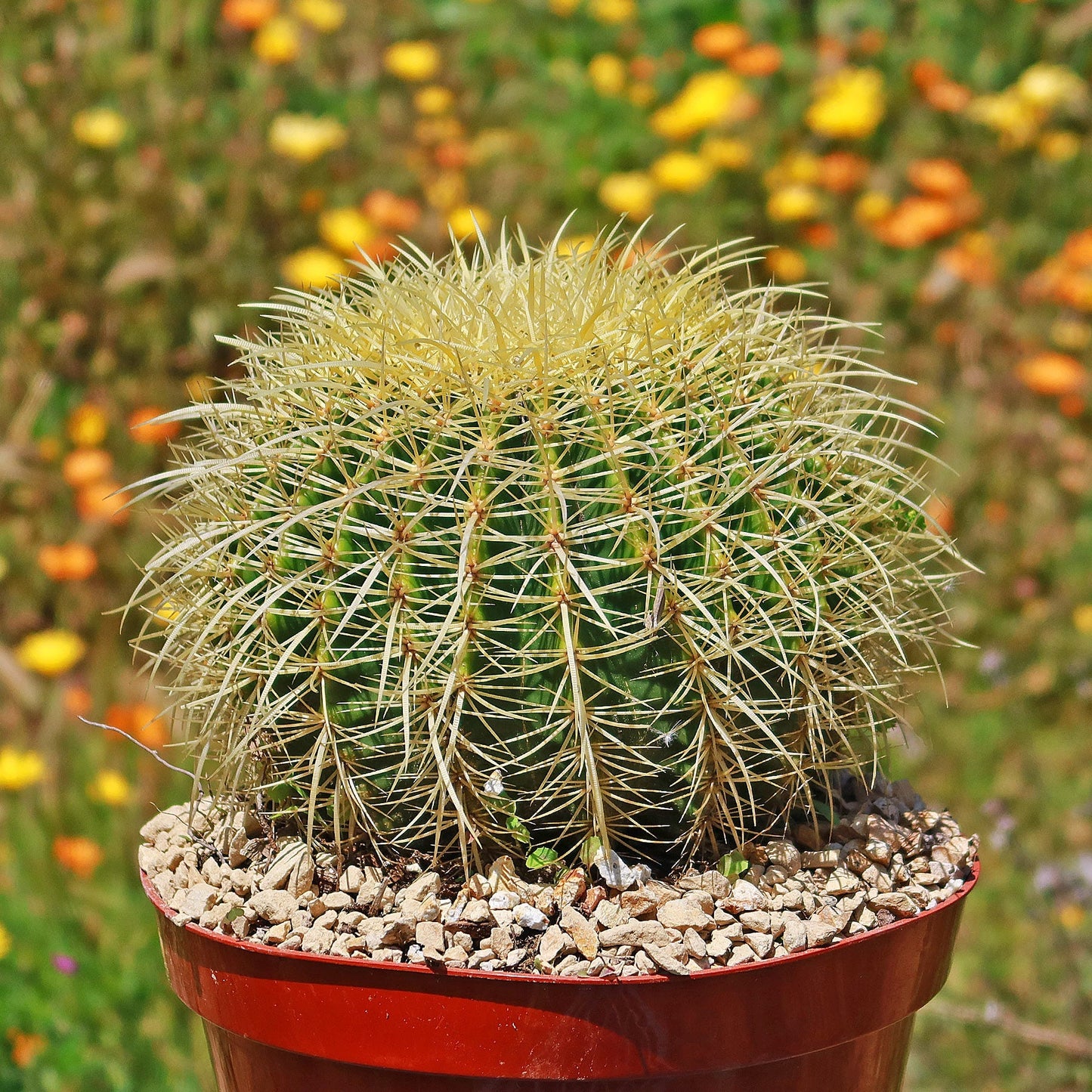 Golden Barrel Cactus - Echinocactus grusonii