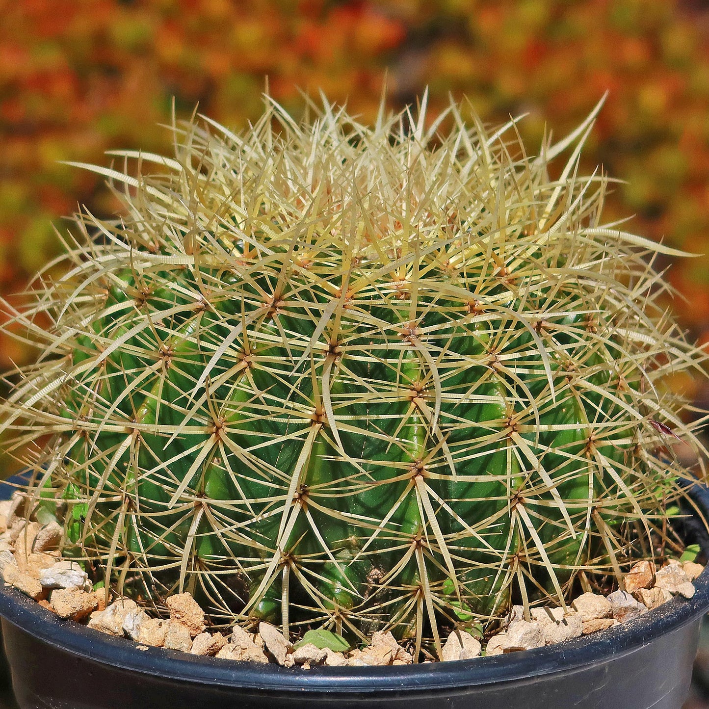 Golden Barrel Cactus - Echinocactus grusonii