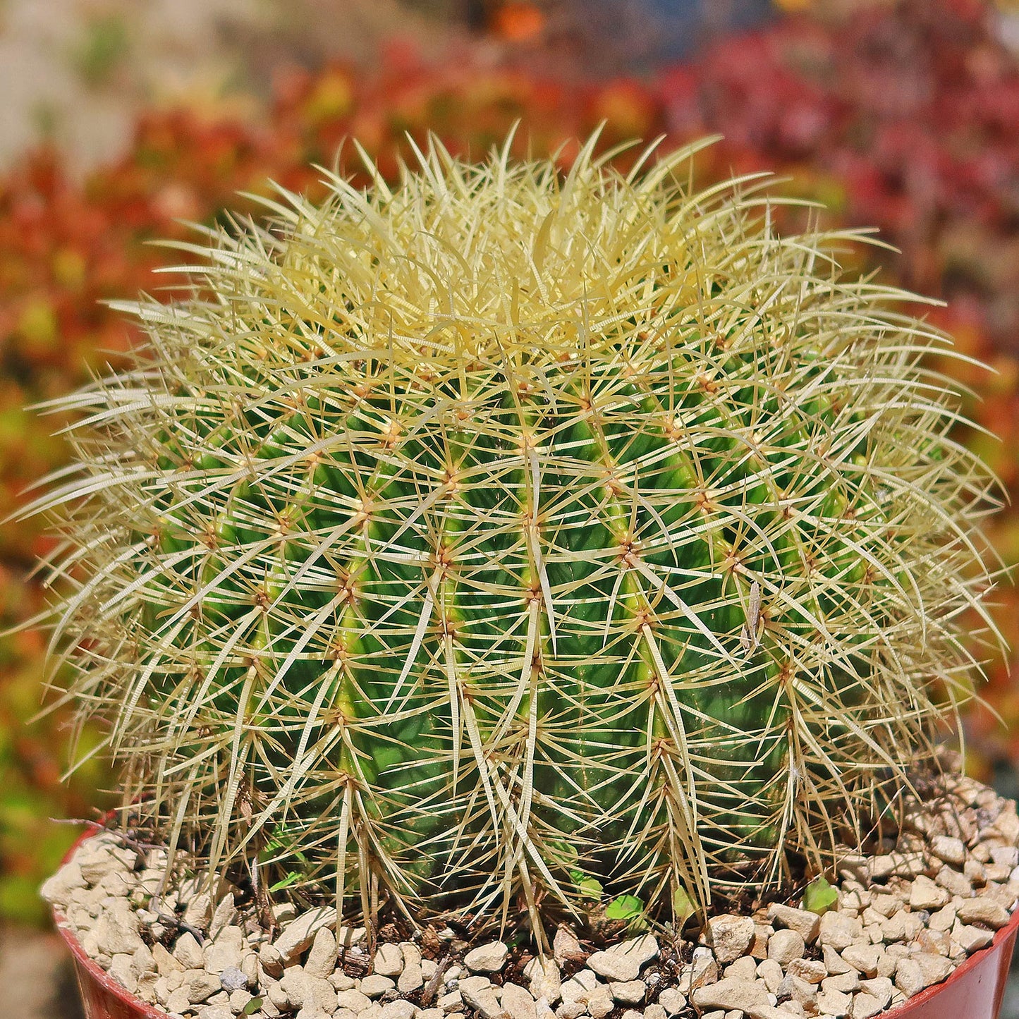 Golden Barrel Cactus - Echinocactus grusonii
