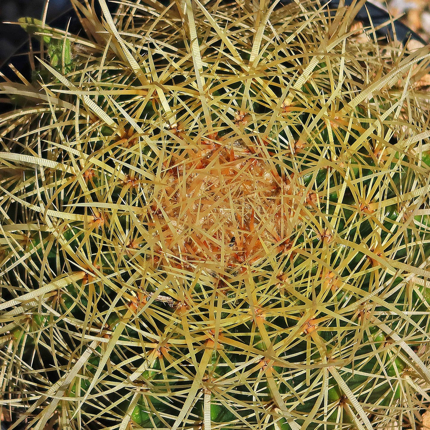 Golden Barrel Cactus - Echinocactus grusonii