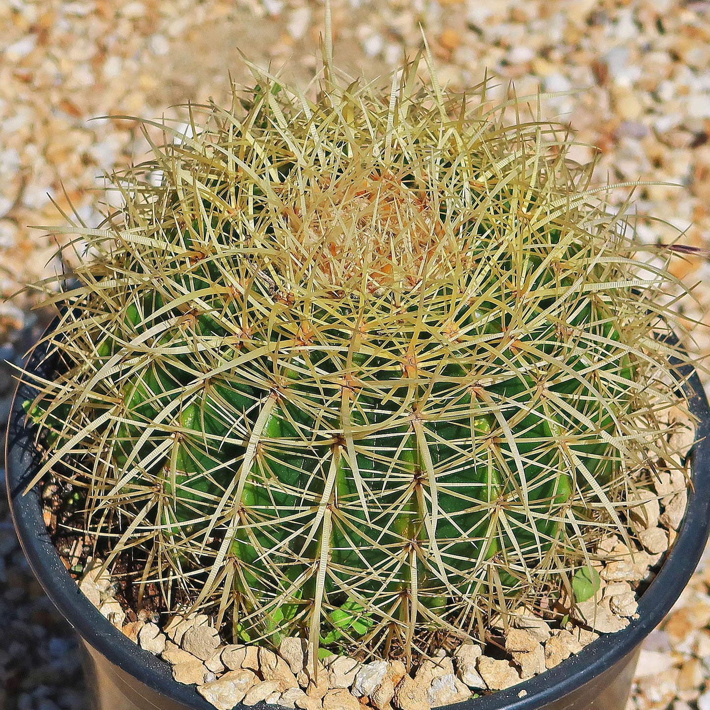 Golden Barrel Cactus - Echinocactus grusonii