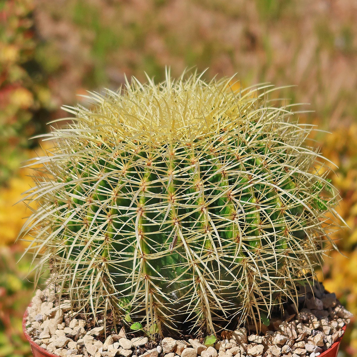 Golden Barrel Cactus - Echinocactus grusonii