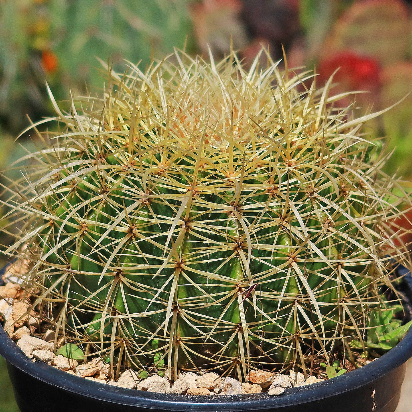 Golden Barrel Cactus - Echinocactus grusonii