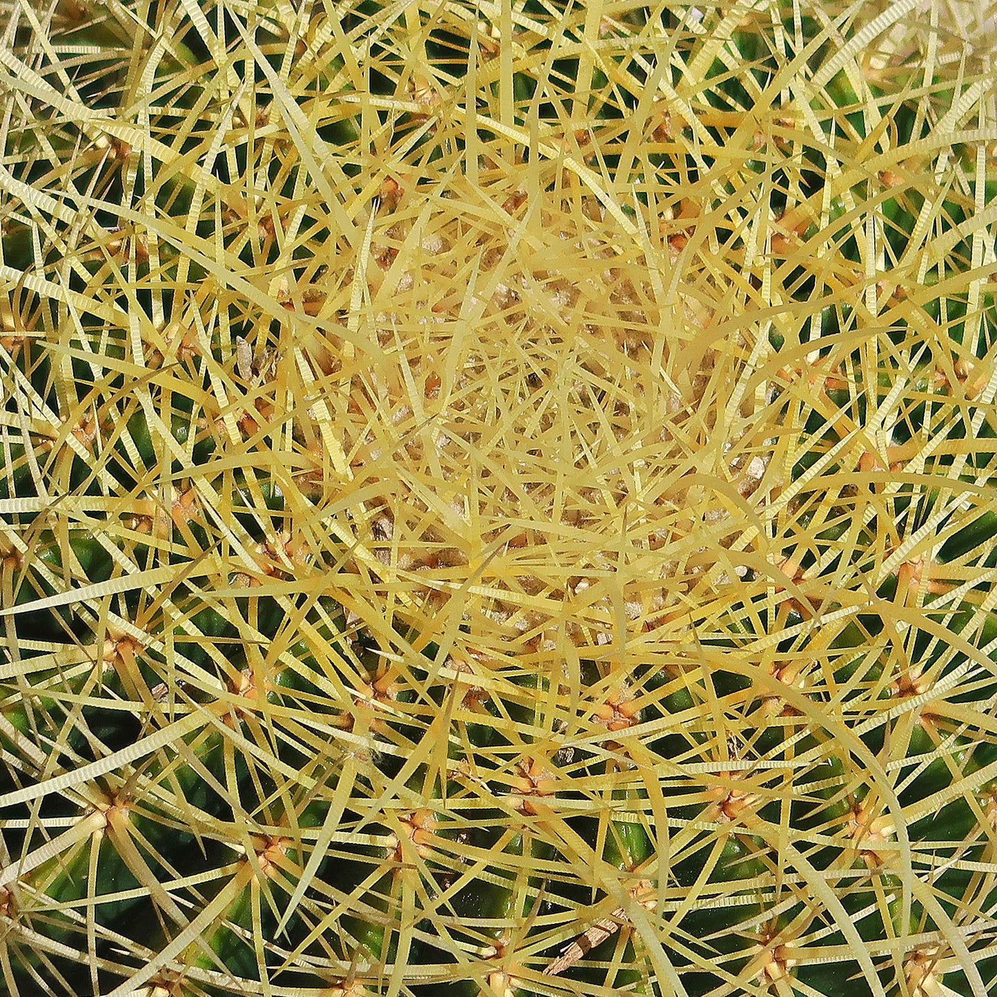 Golden Barrel Cactus - Echinocactus grusonii