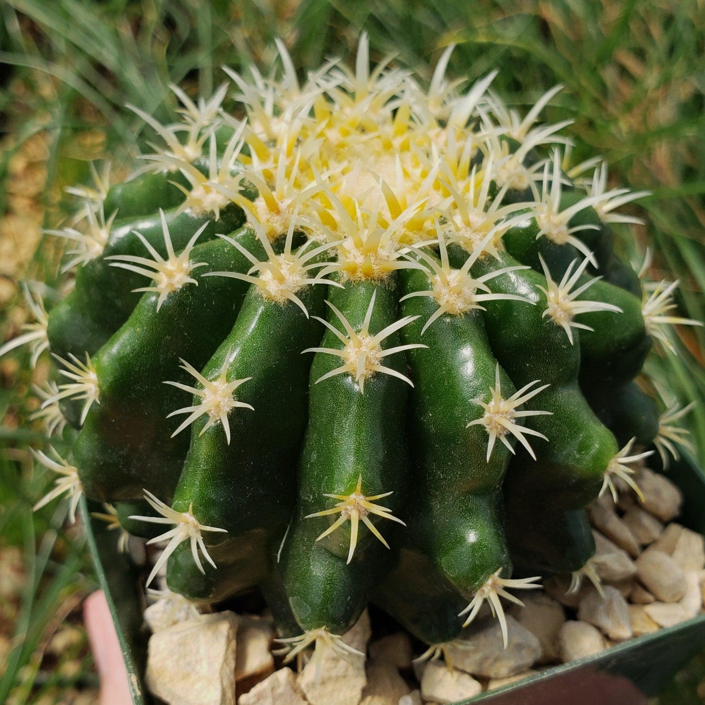 Echinocactus grusonii brevispinus