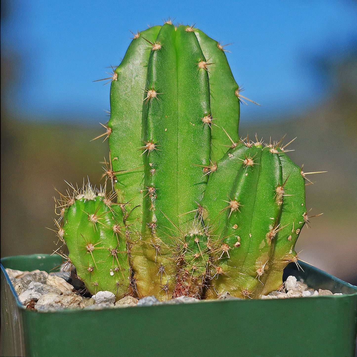 Purple Hedgehog Cactus - Echinocereus viereckii