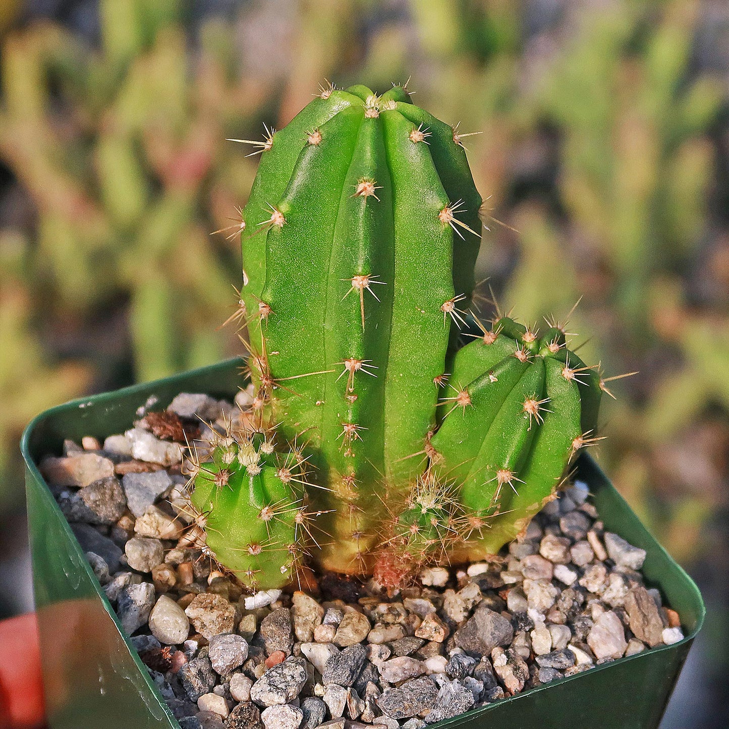 Purple Hedgehog Cactus - Echinocereus viereckii