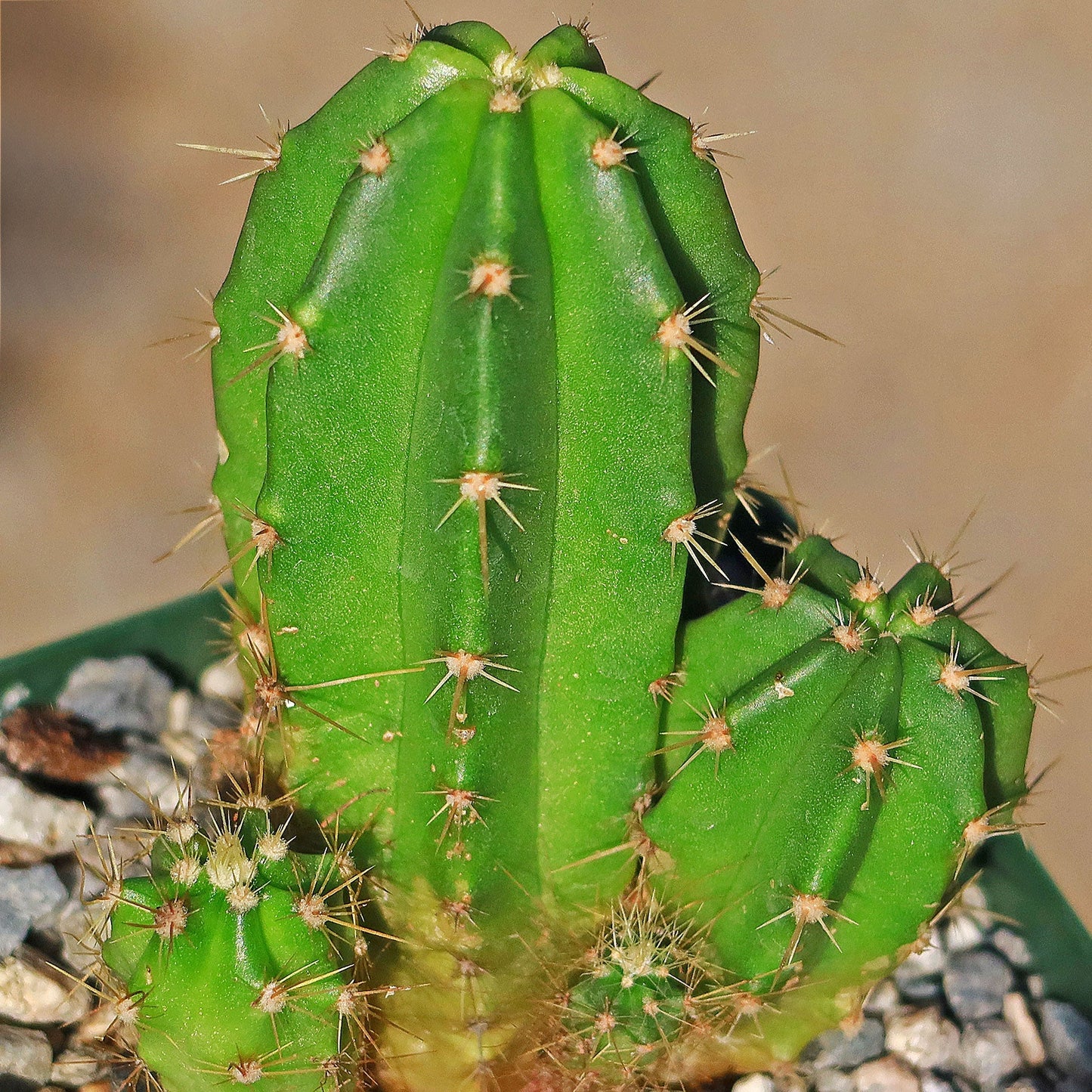 Purple Hedgehog Cactus - Echinocereus viereckii