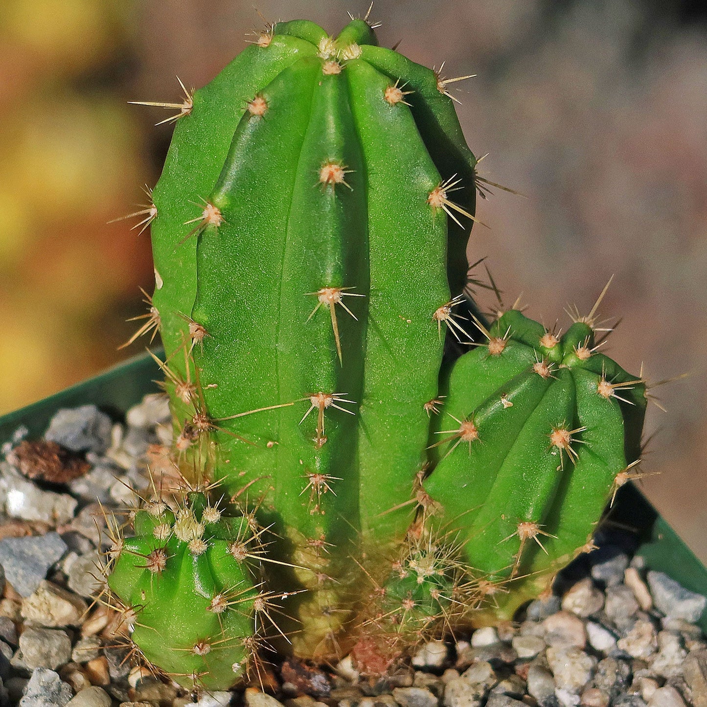 Purple Hedgehog Cactus - Echinocereus viereckii