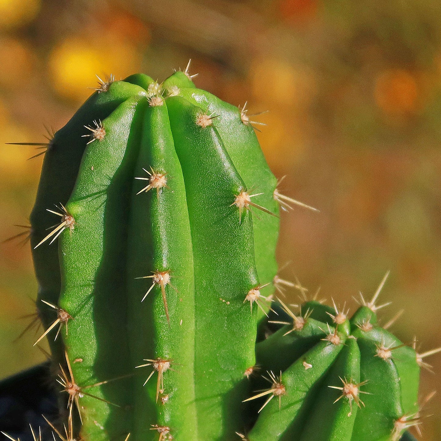 Purple Hedgehog Cactus - Echinocereus viereckii