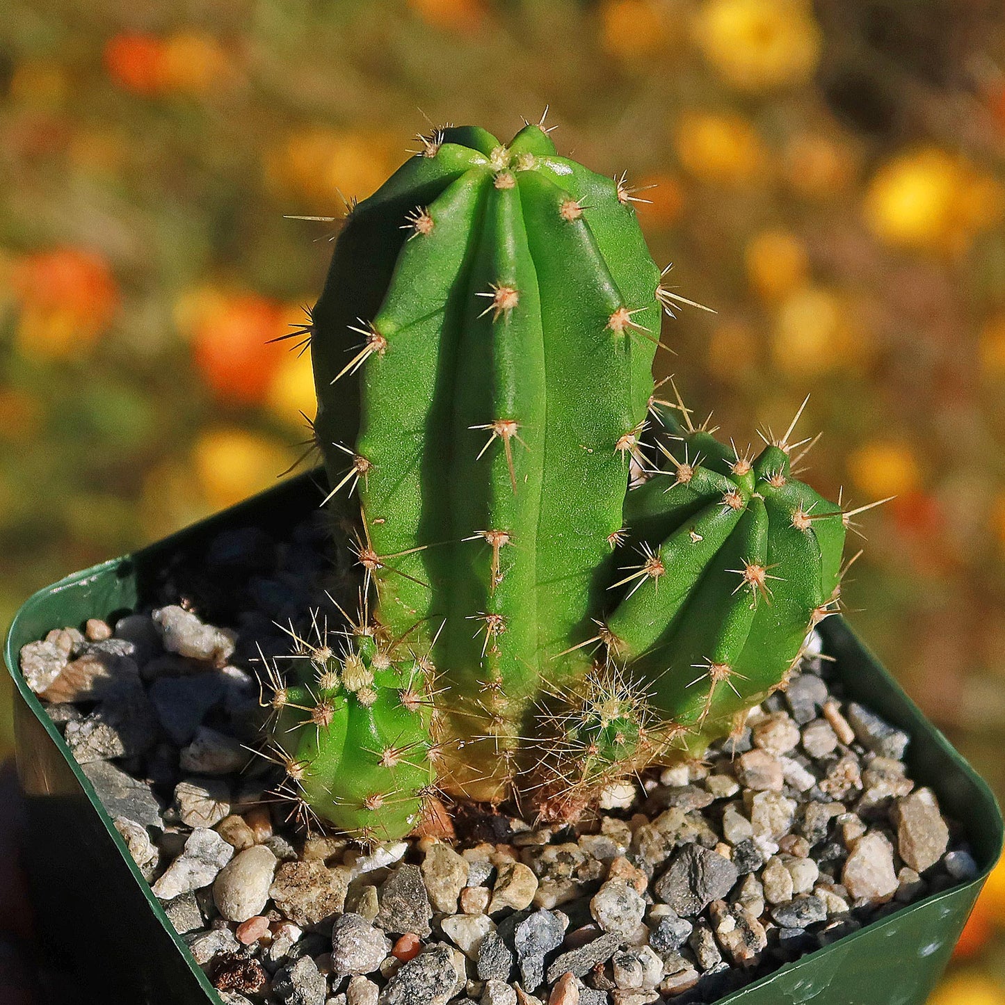 Purple Hedgehog Cactus - Echinocereus viereckii