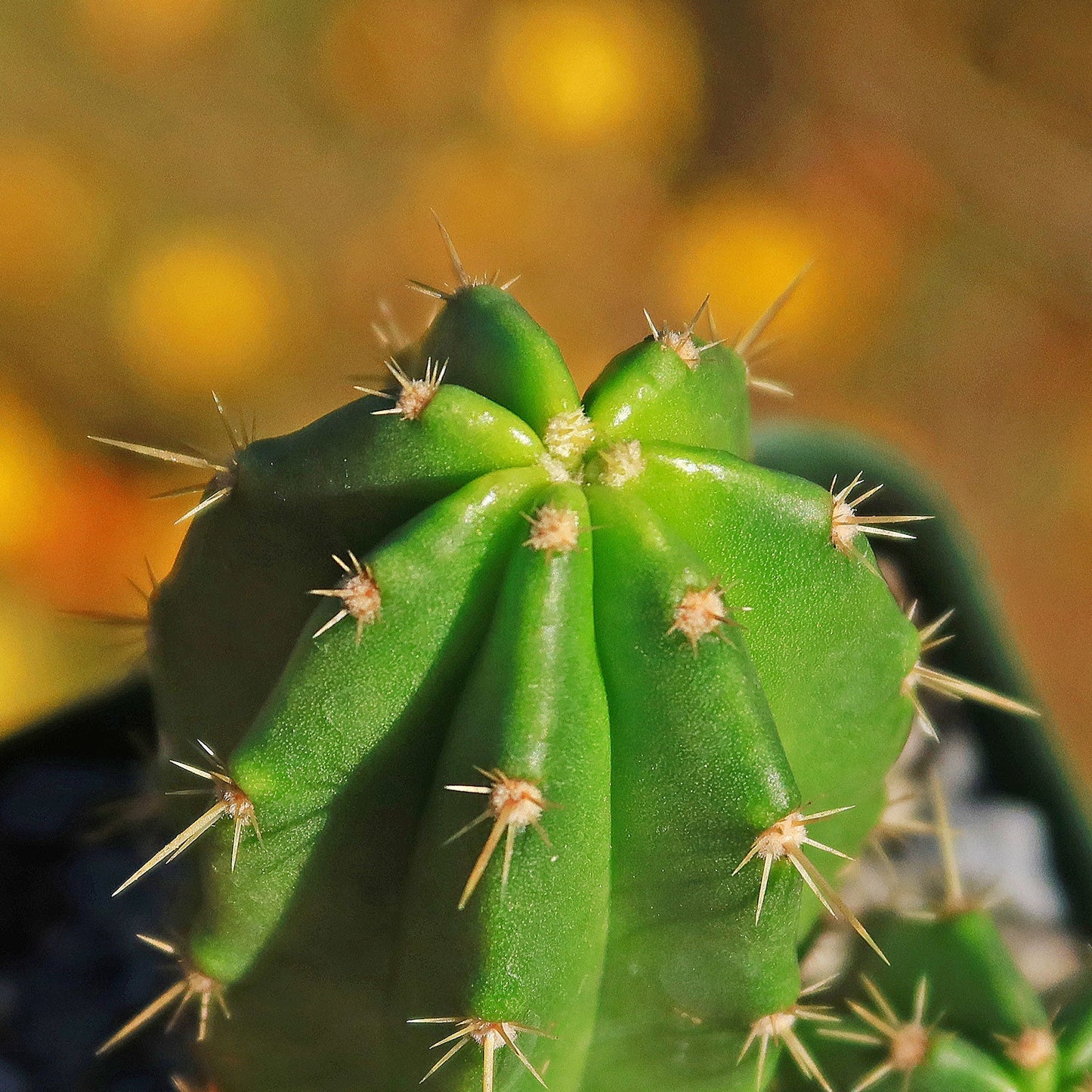 Purple Hedgehog Cactus - Echinocereus viereckii