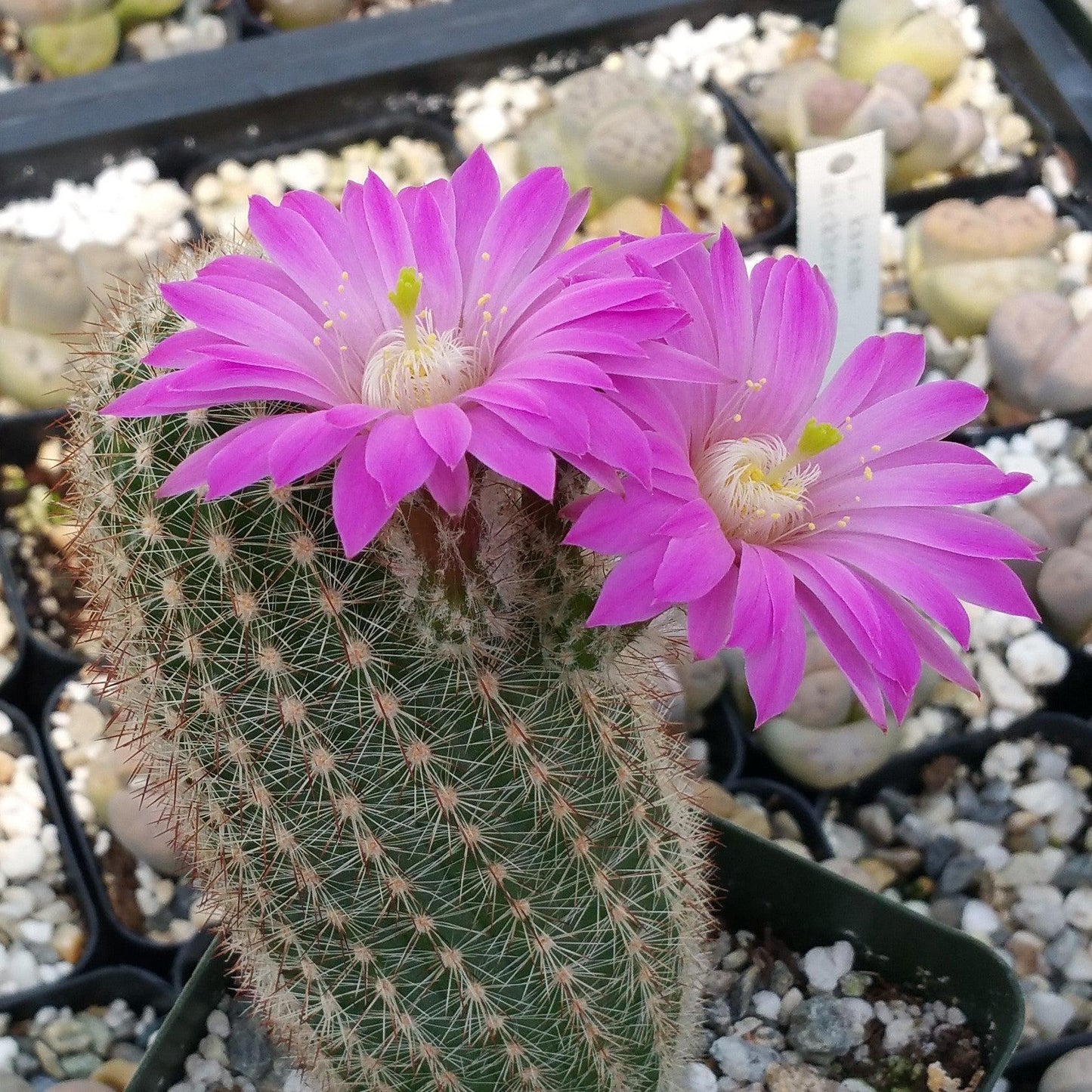 Echinocereus lauii