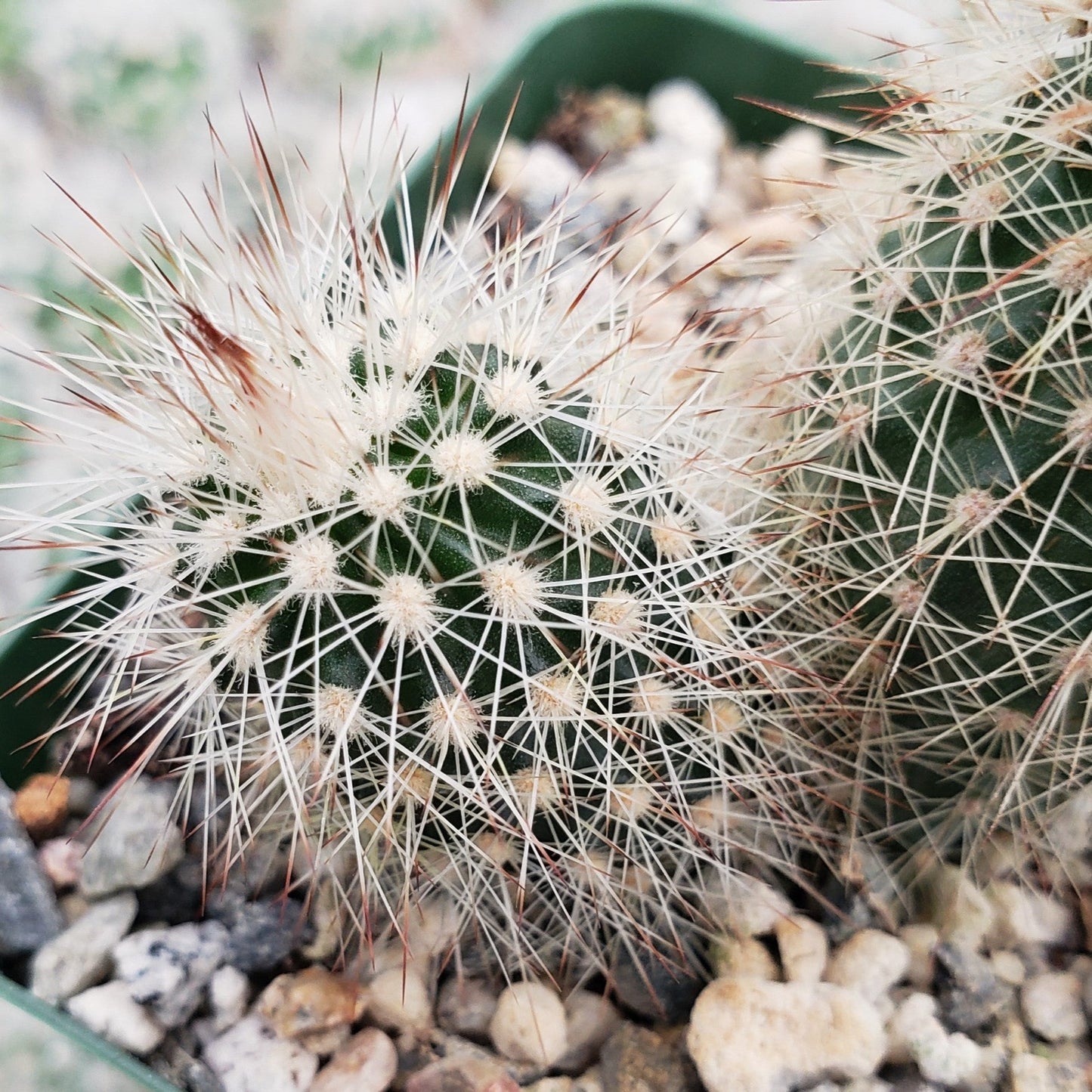 Echinocereus sciurus