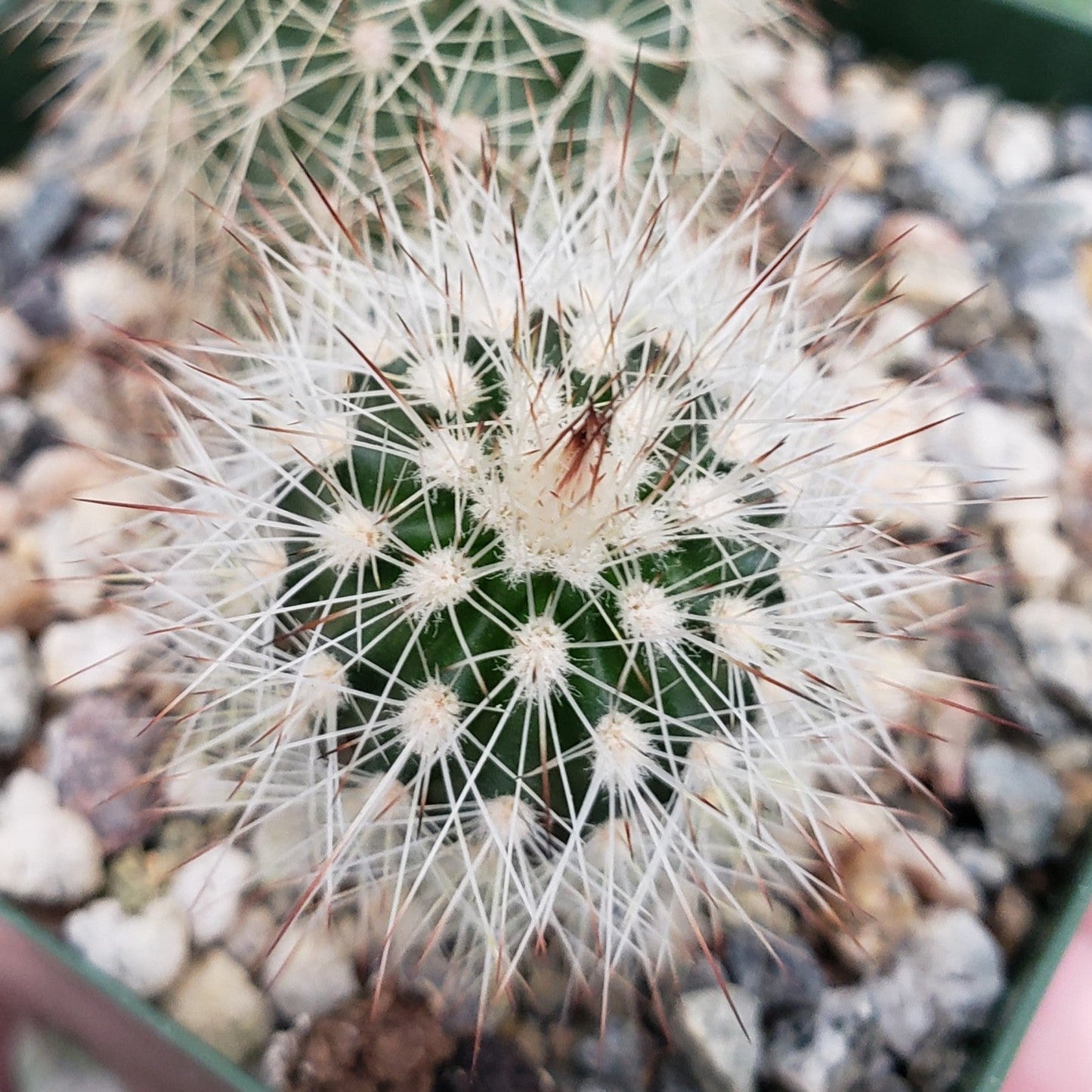 Echinocereus sciurus