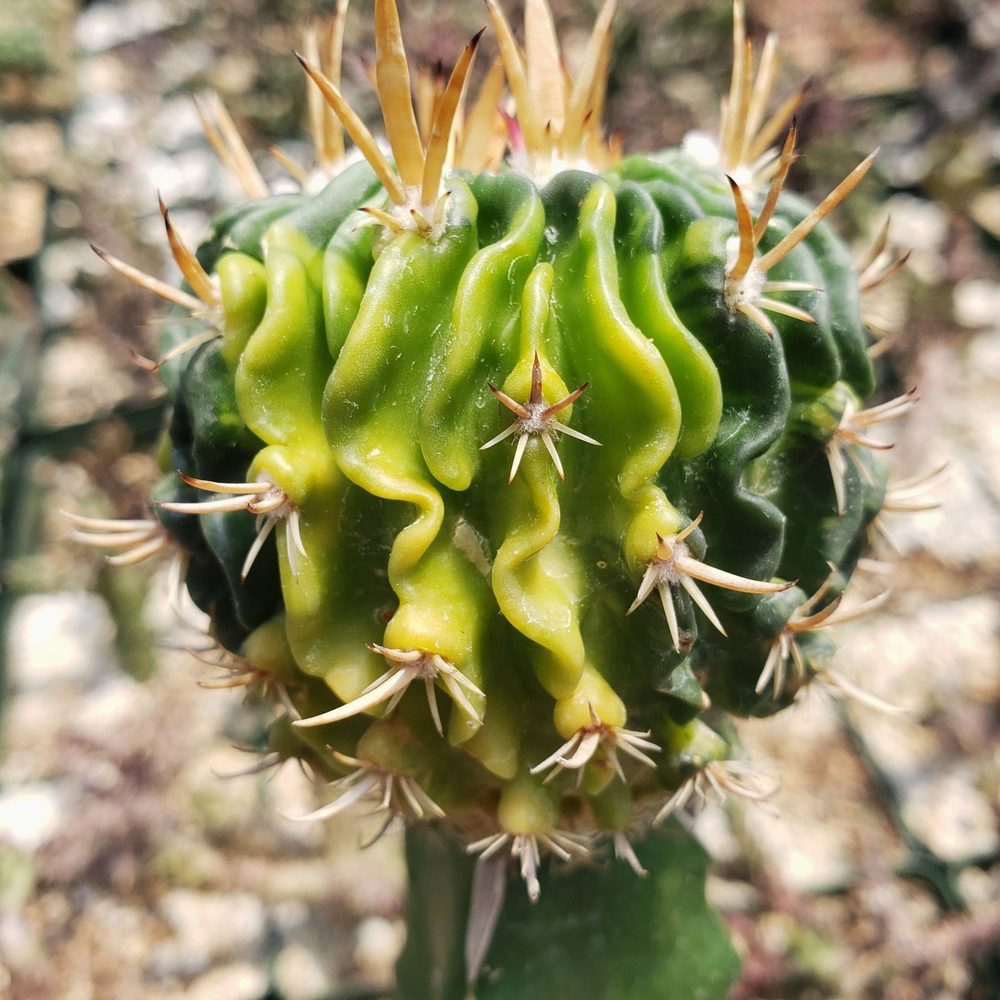 Echinofossulocactus guerraianus variegata crested grafted Large