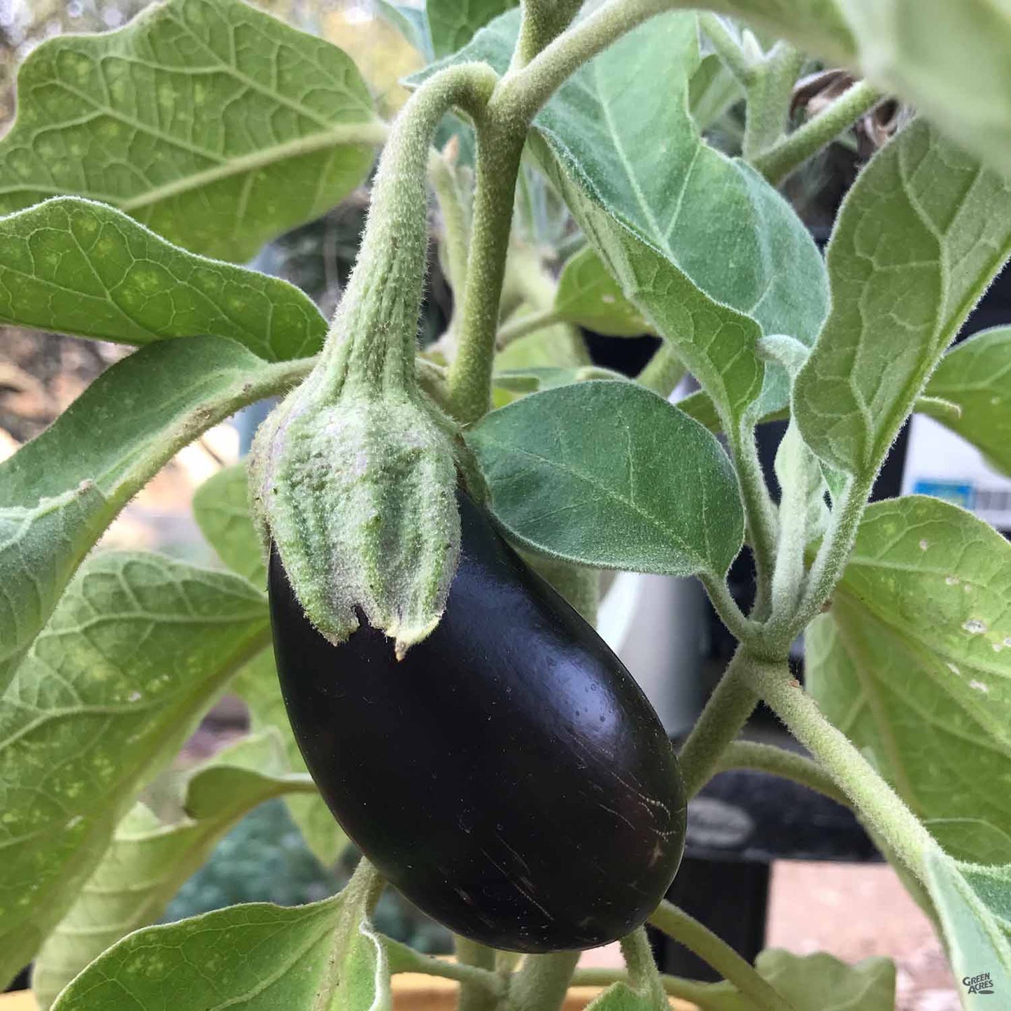 Eggplant 'Black Beauty'