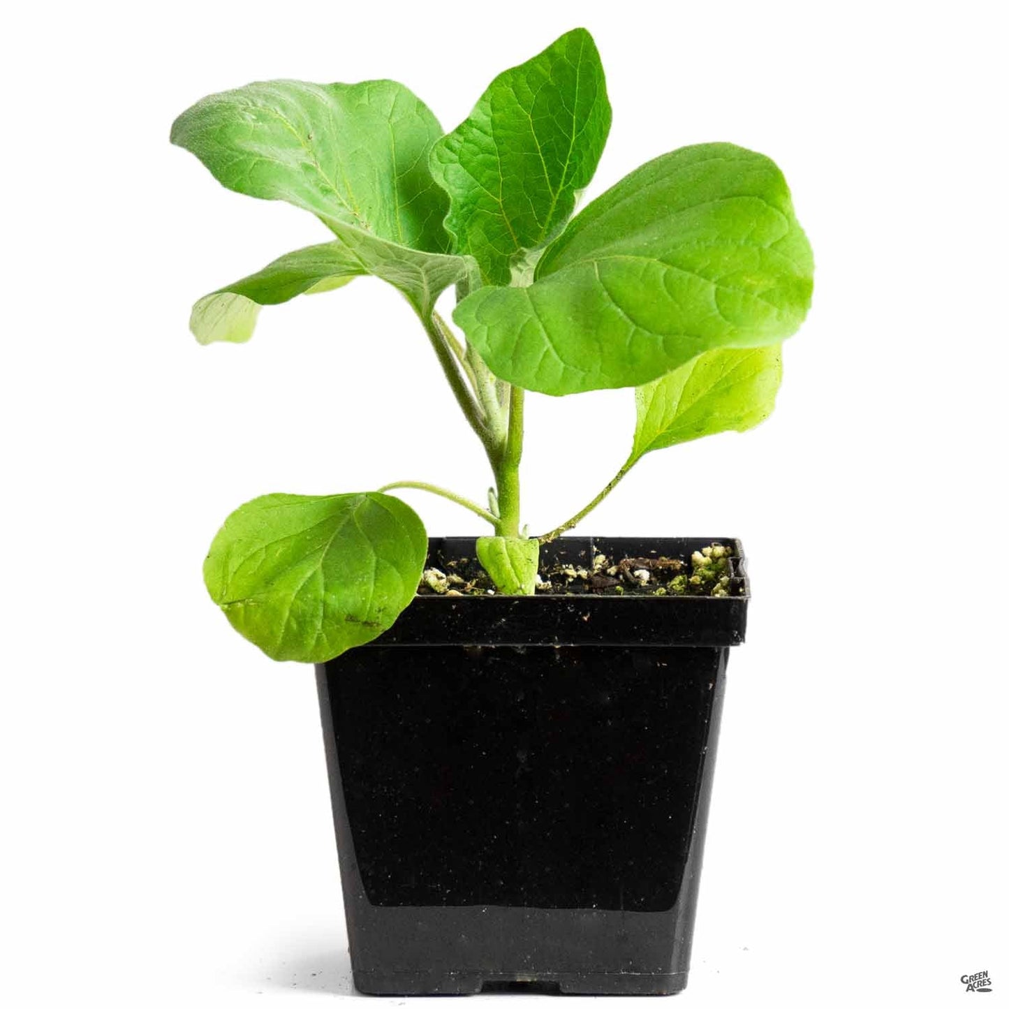 Eggplant 'Japanese Long'