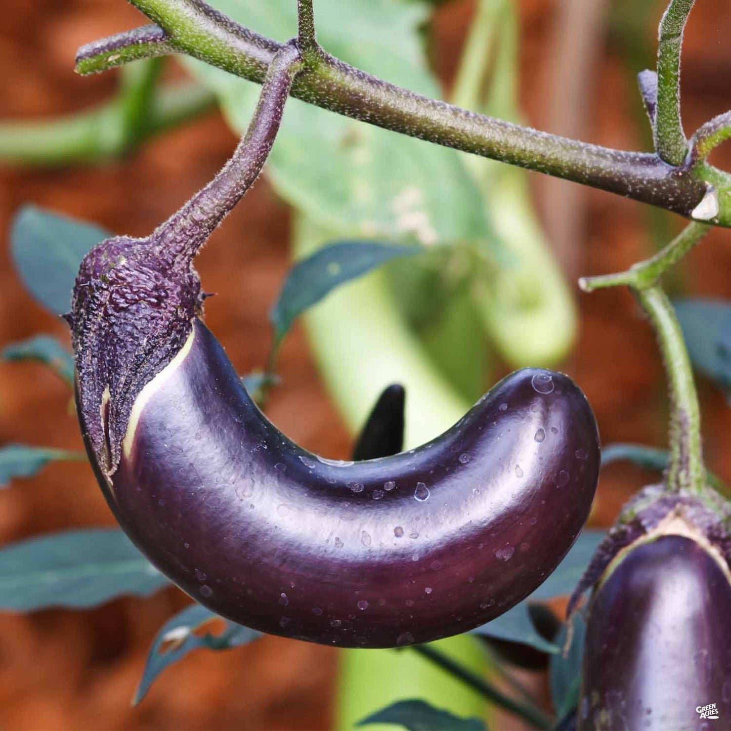 Eggplant 'Millionaire'
