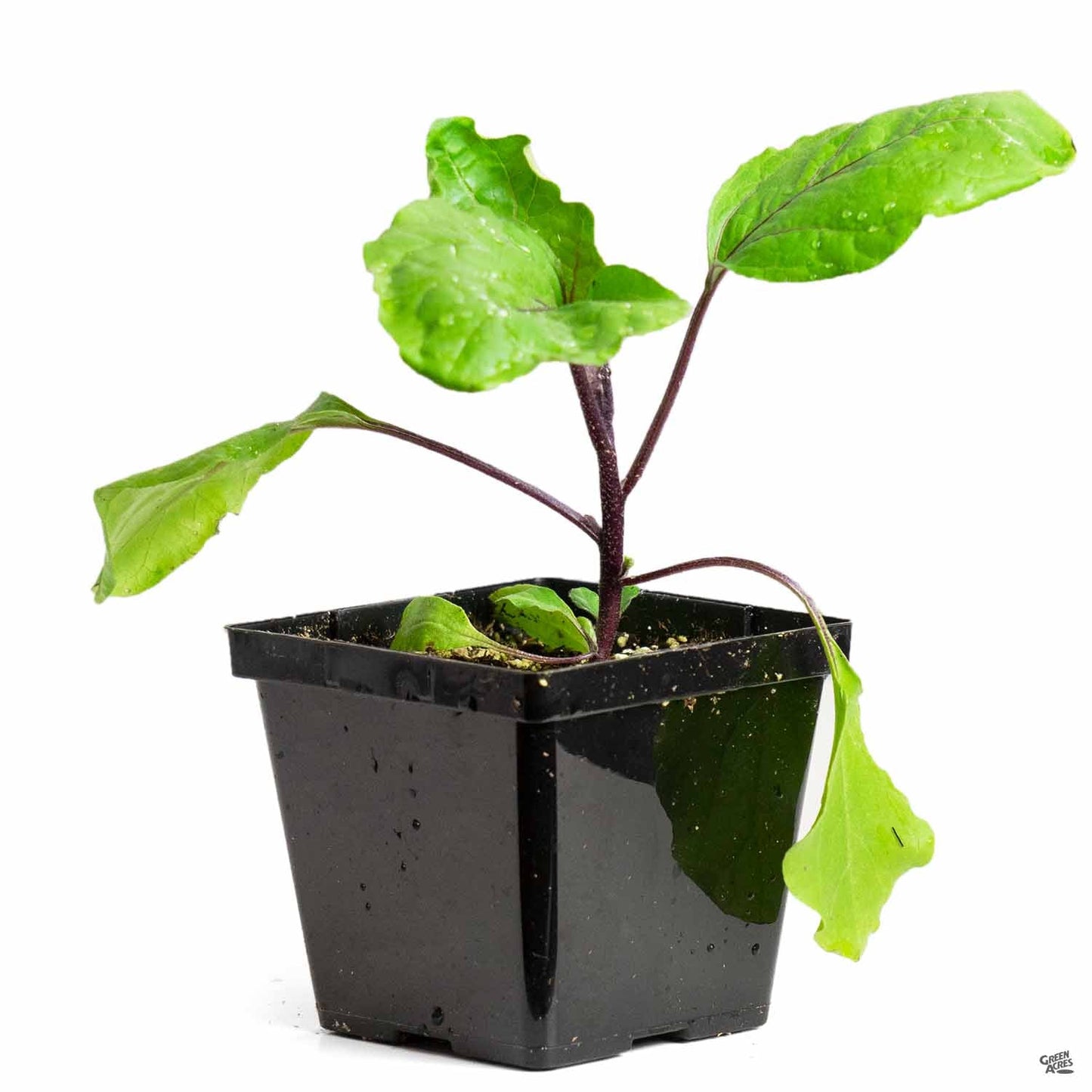 Eggplant 'Ichiban'