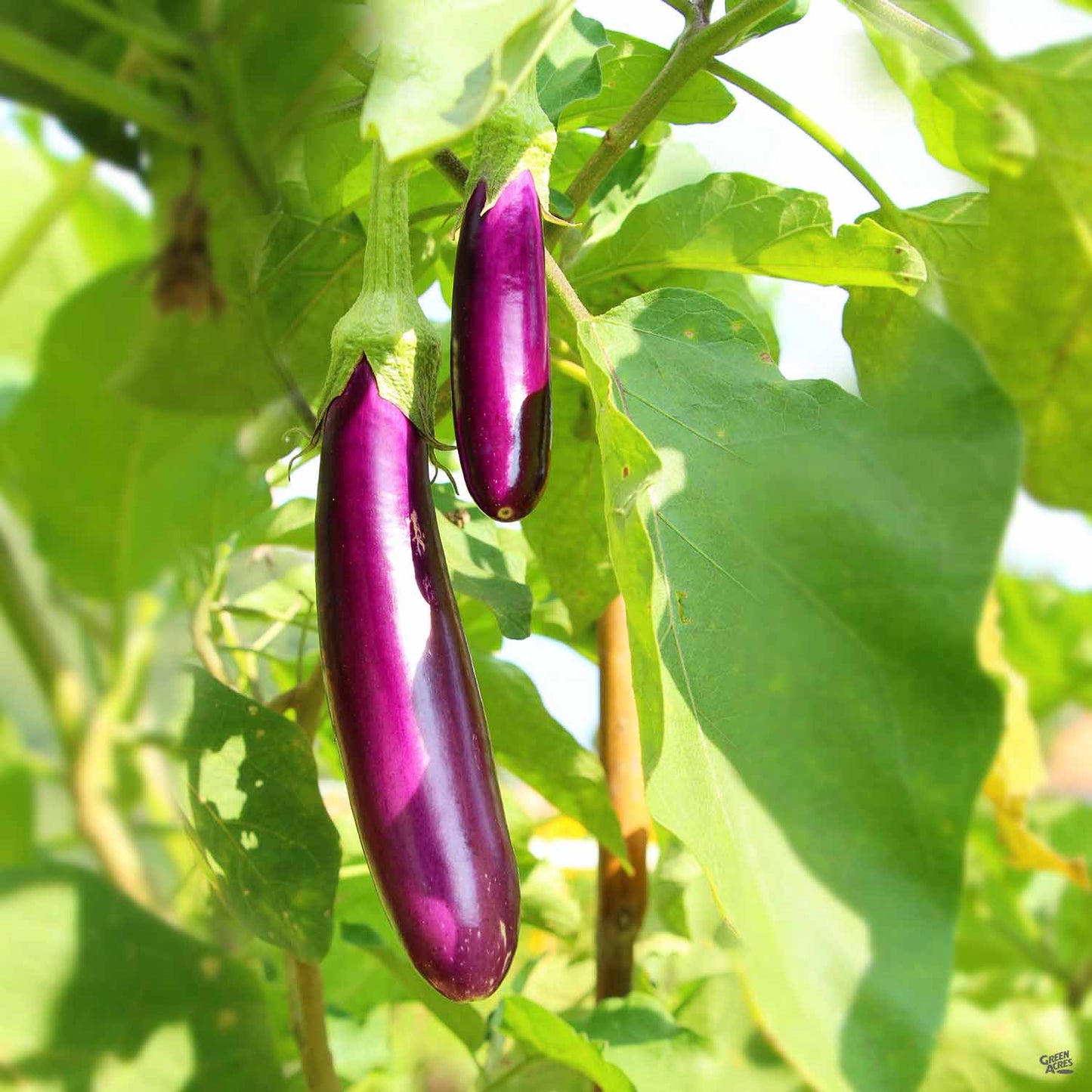 Eggplant 'Japanese Long'
