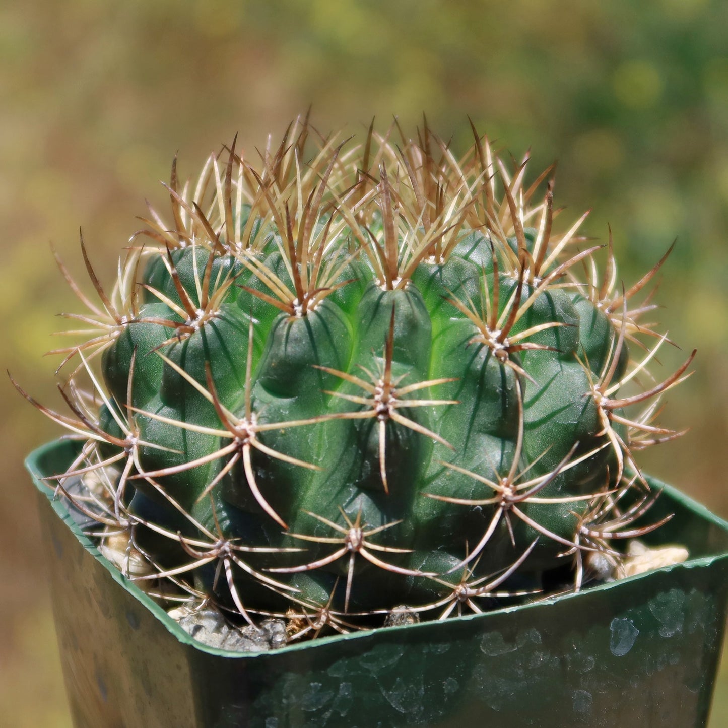 Eriosyce engleri