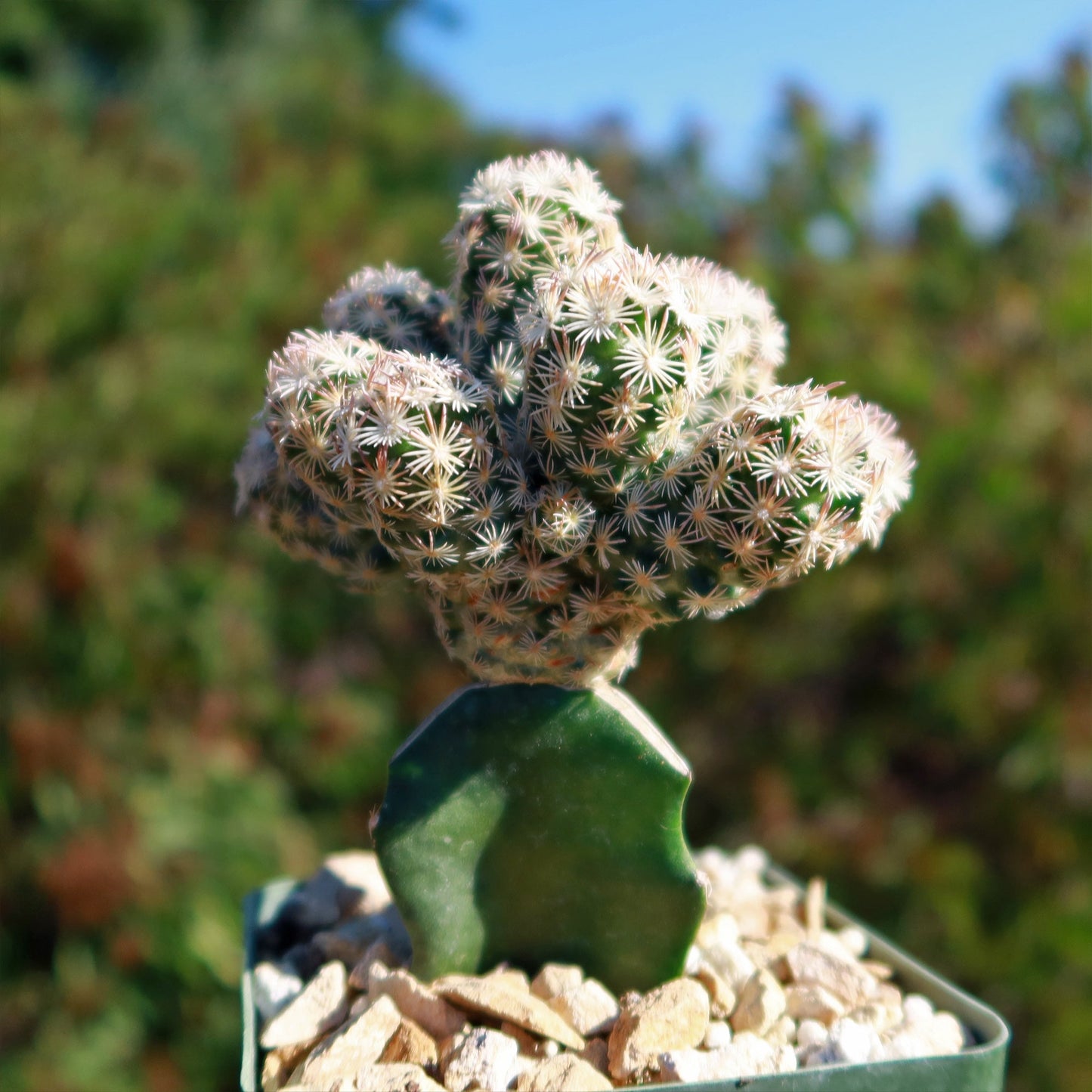 Nellie Cory Cactus 'Escobaria minima grafted'