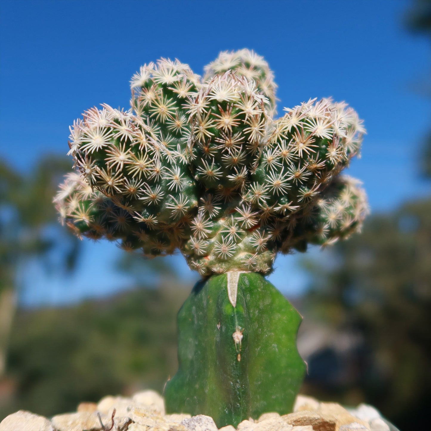 Nellie Cory Cactus 'Escobaria minima grafted'