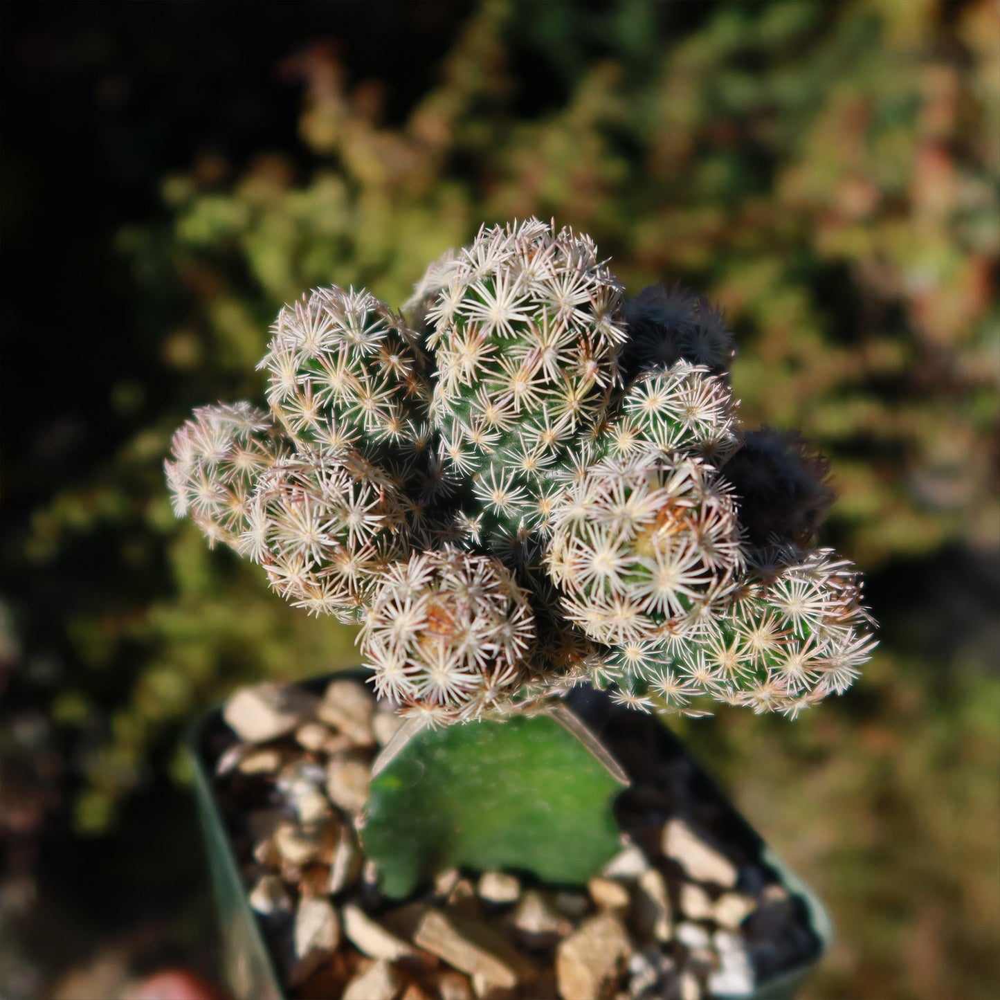Nellie Cory Cactus 'Escobaria minima grafted'