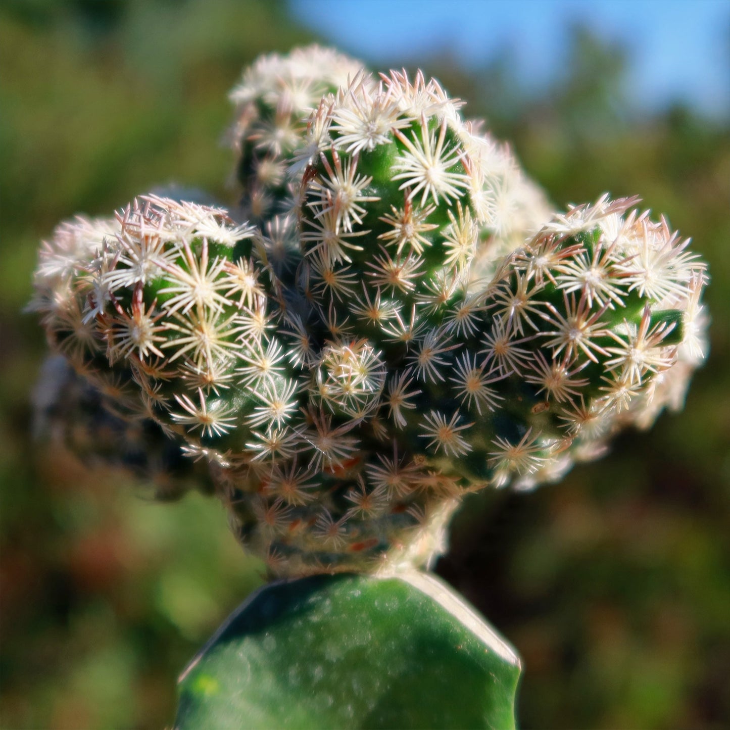 Nellie Cory Cactus 'Escobaria minima grafted'
