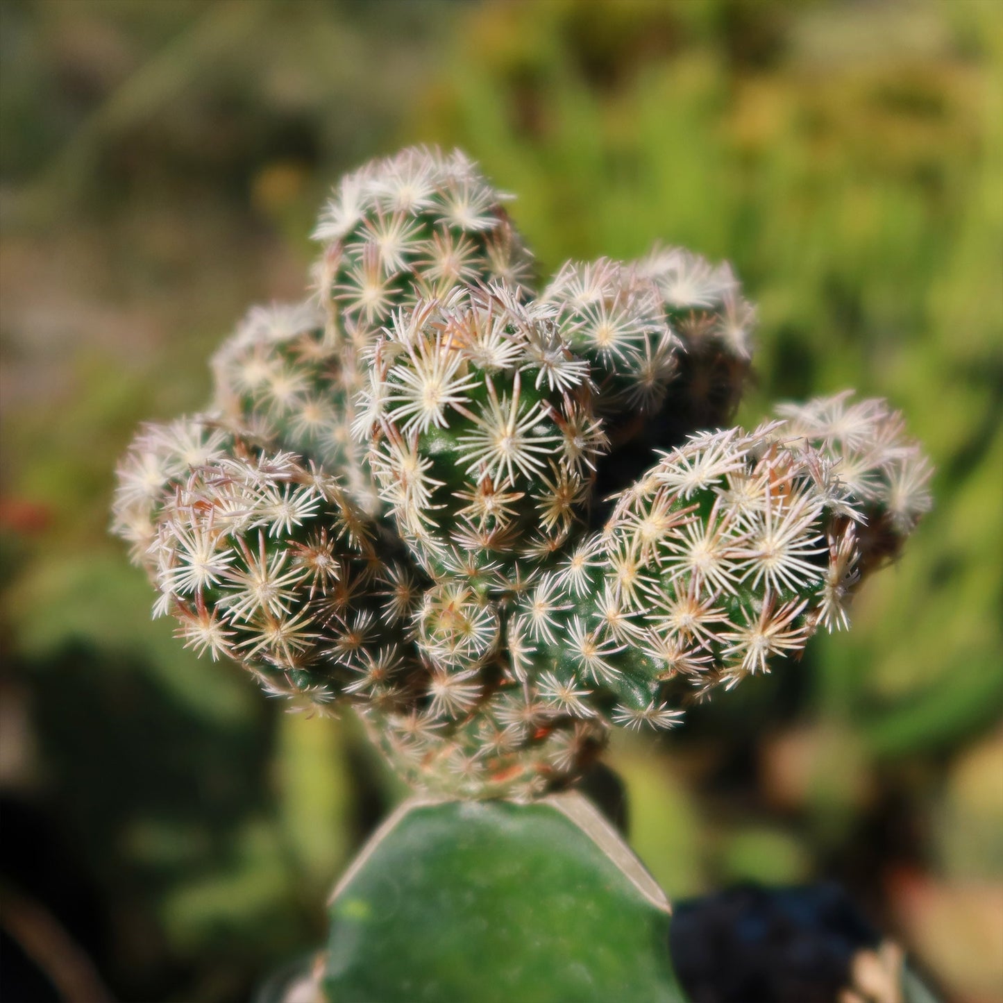Nellie Cory Cactus 'Escobaria minima grafted'