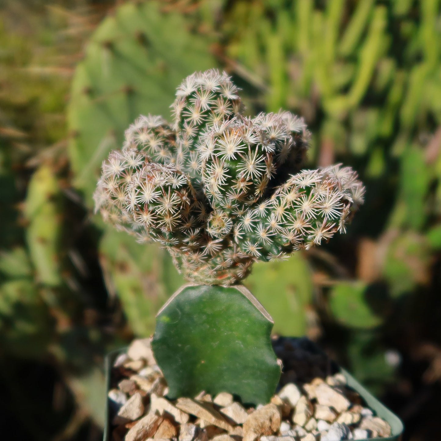 Nellie Cory Cactus 'Escobaria minima grafted'