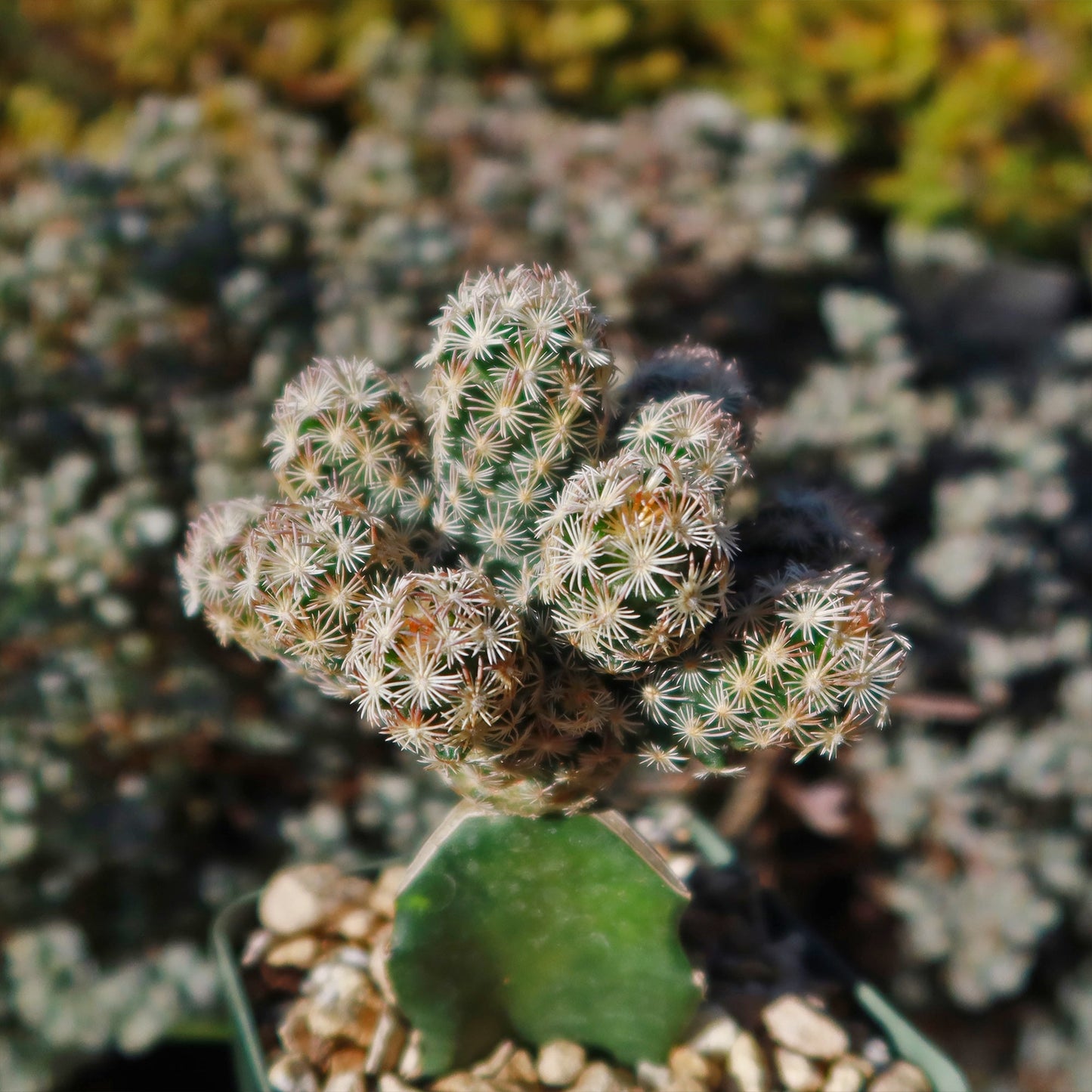 Nellie Cory Cactus 'Escobaria minima grafted'