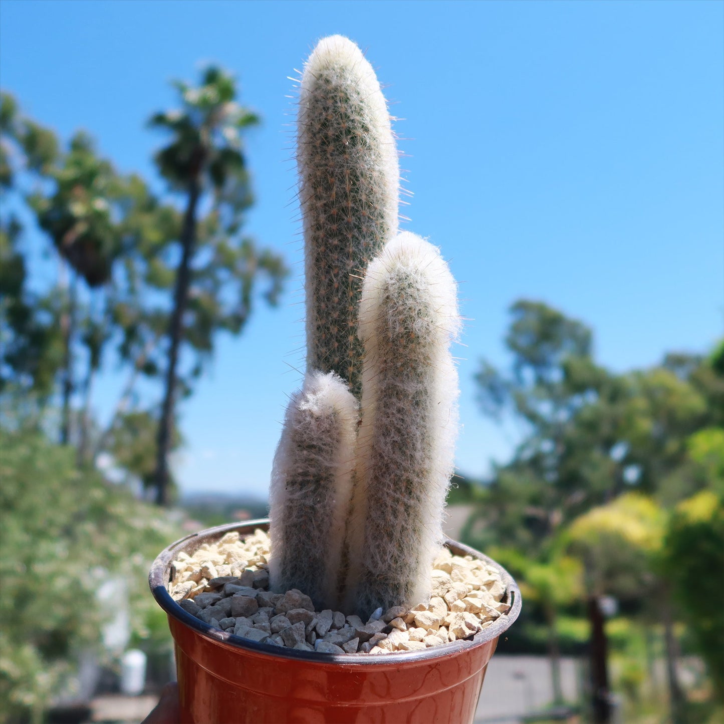 Espostoa churinensis Cluster