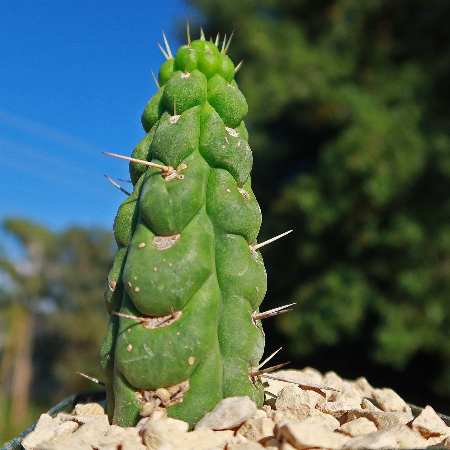 Unicorn cactus - Eulychnia castanea 'spiralis'
