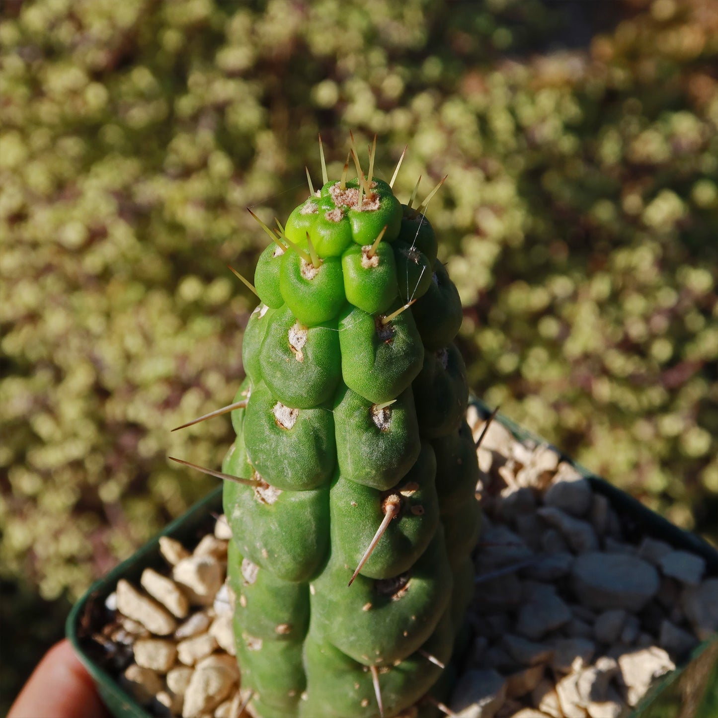 Unicorn cactus - Eulychnia castanea 'spiralis'