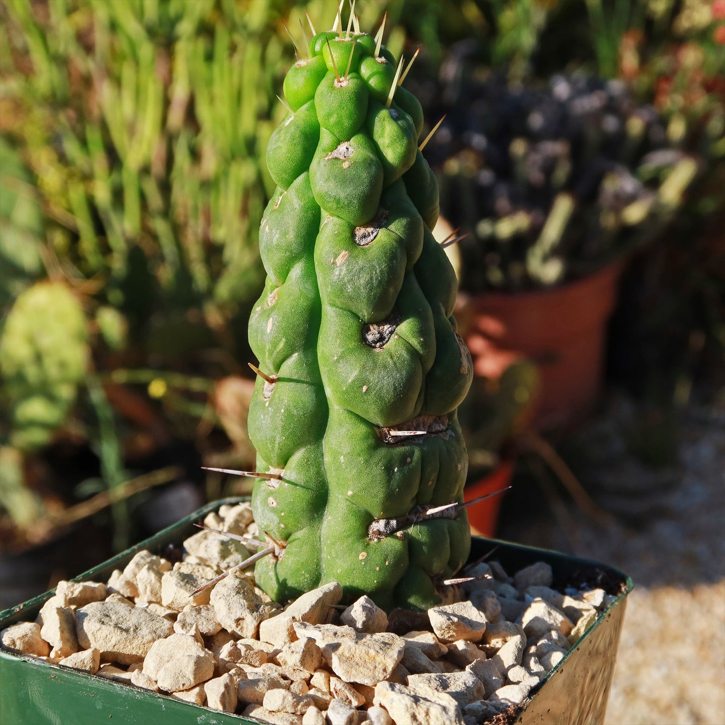 Unicorn cactus - Eulychnia castanea 'spiralis'