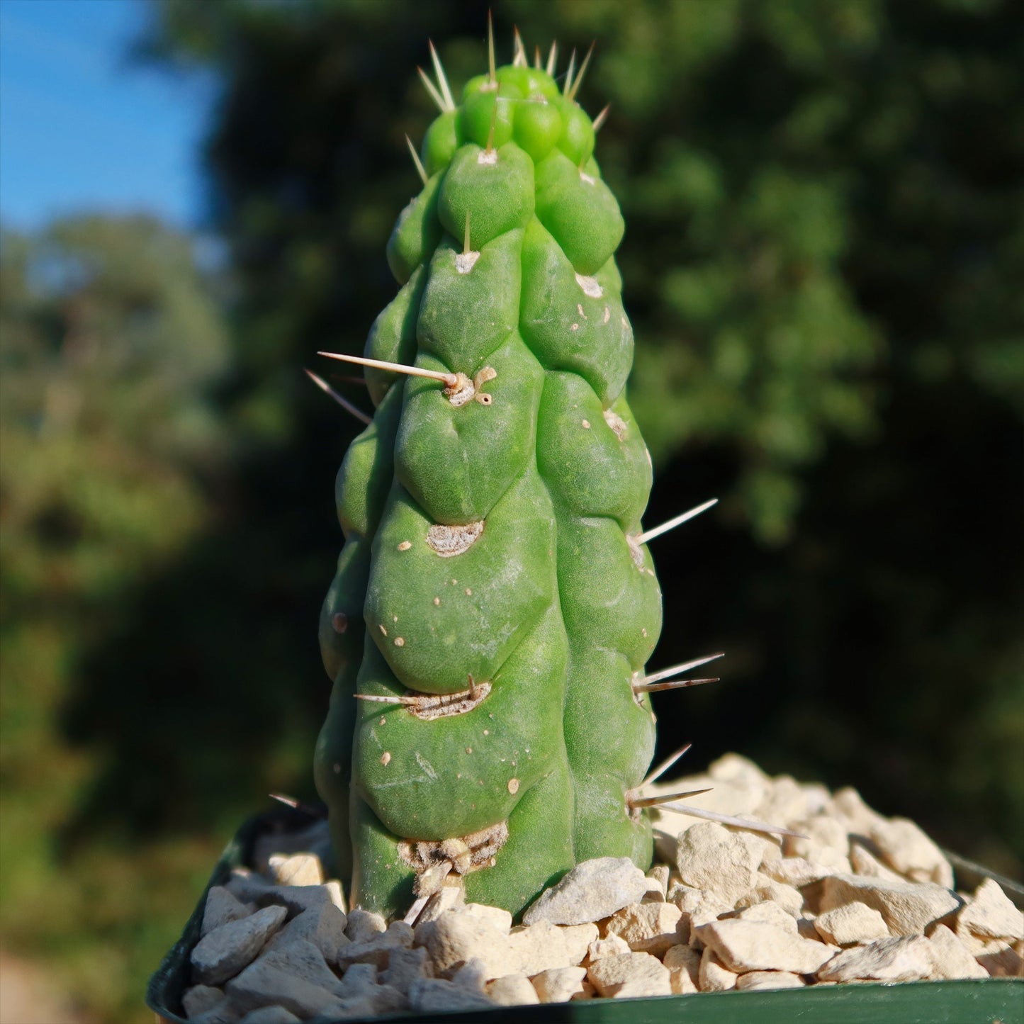 Unicorn cactus - Eulychnia castanea 'spiralis'